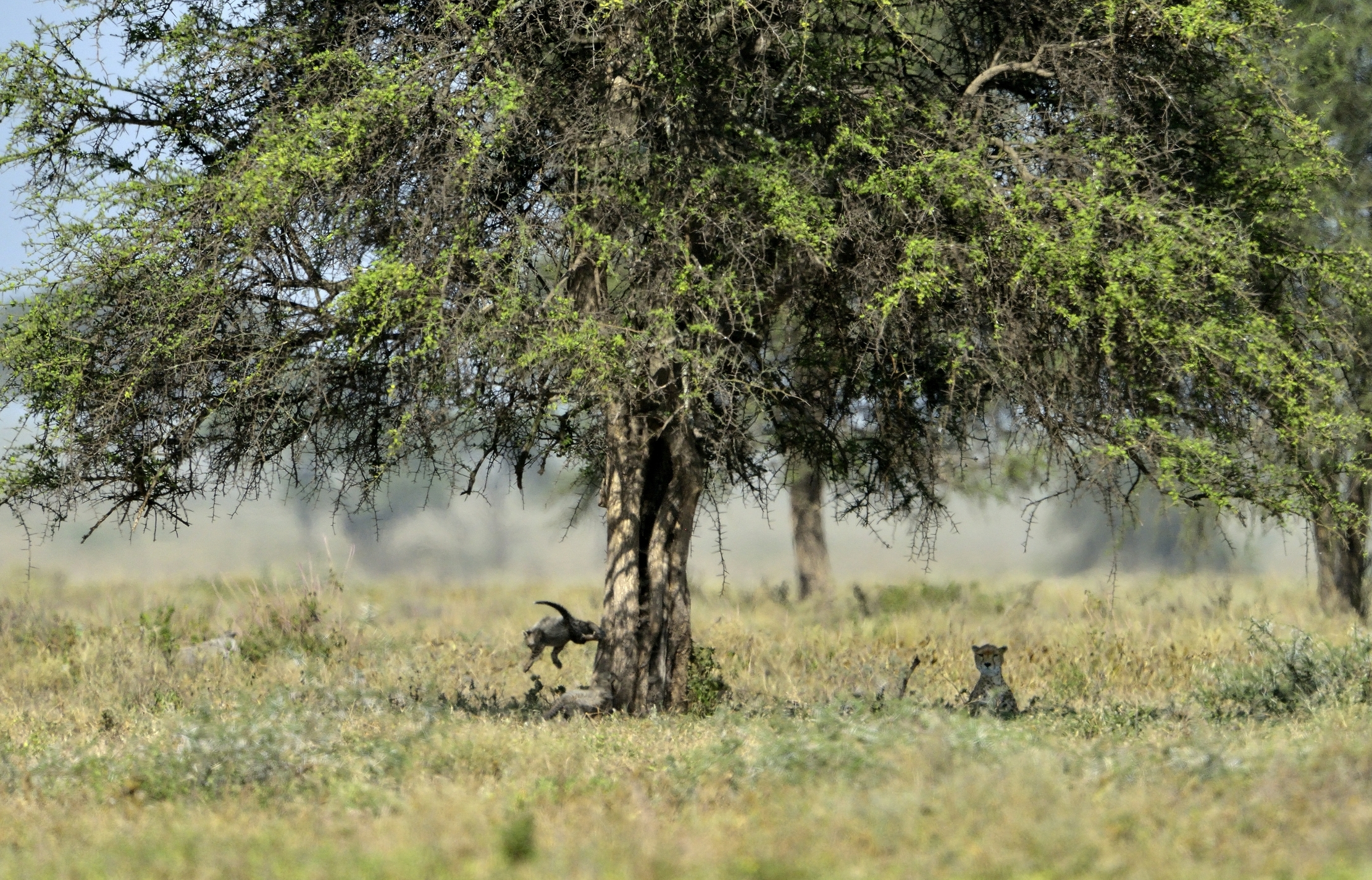 Tanzania 2015 - Sotto l'albero