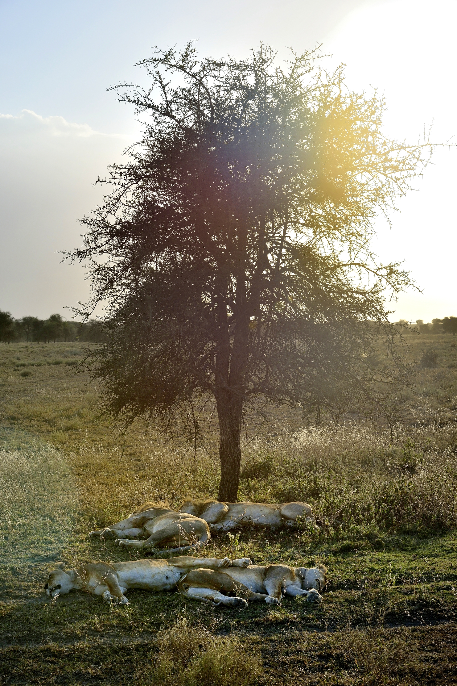 Tanzania 2015 - Al sole del tramonto