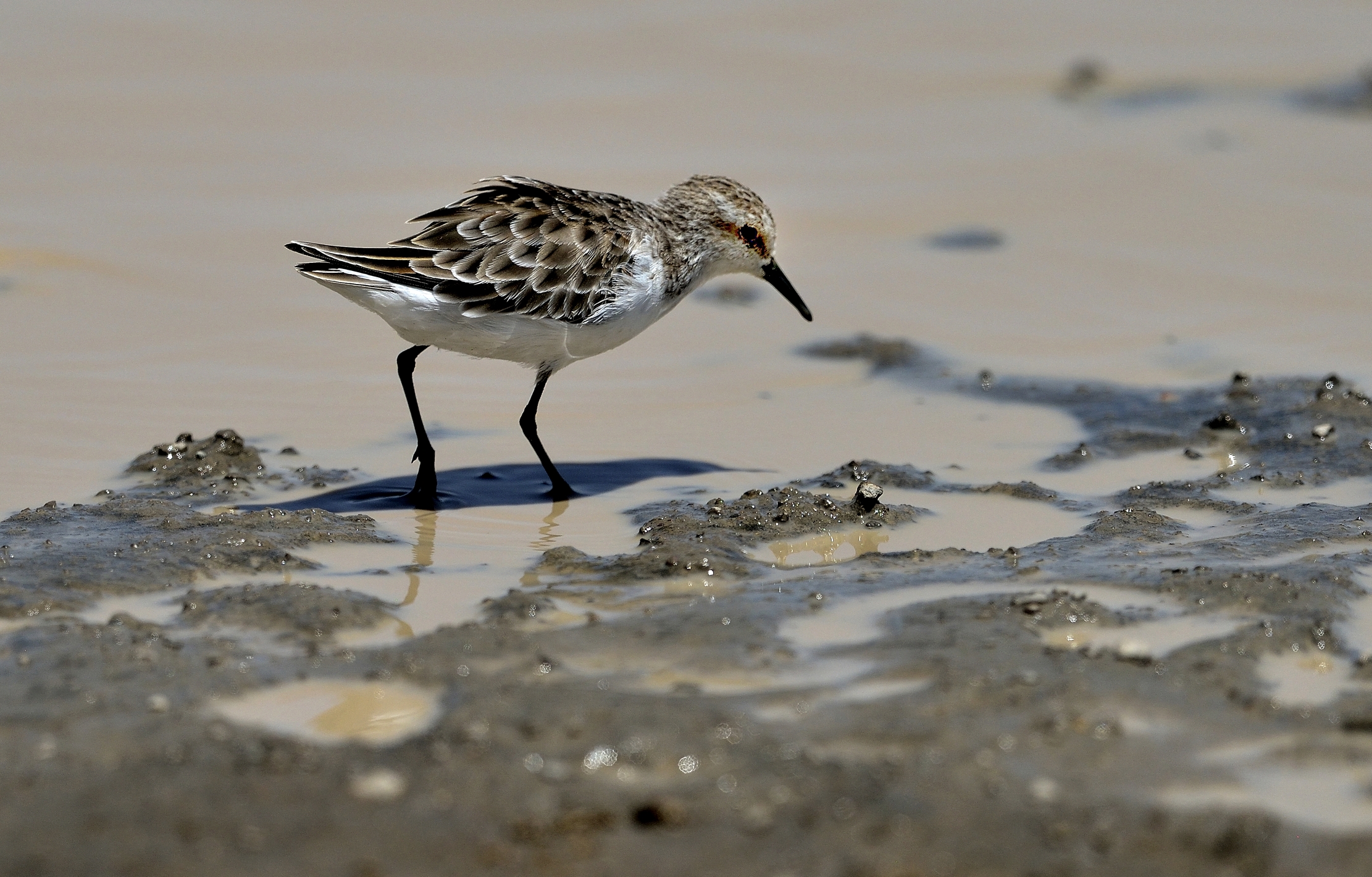 Tanzania 2015 - ?????