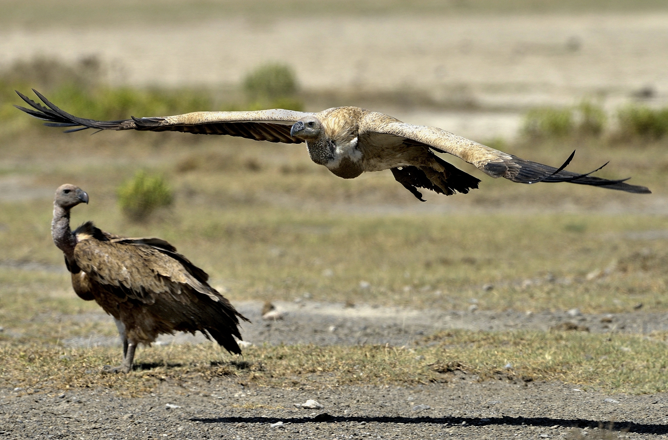 Tanzania 2015 - Avvoltoi