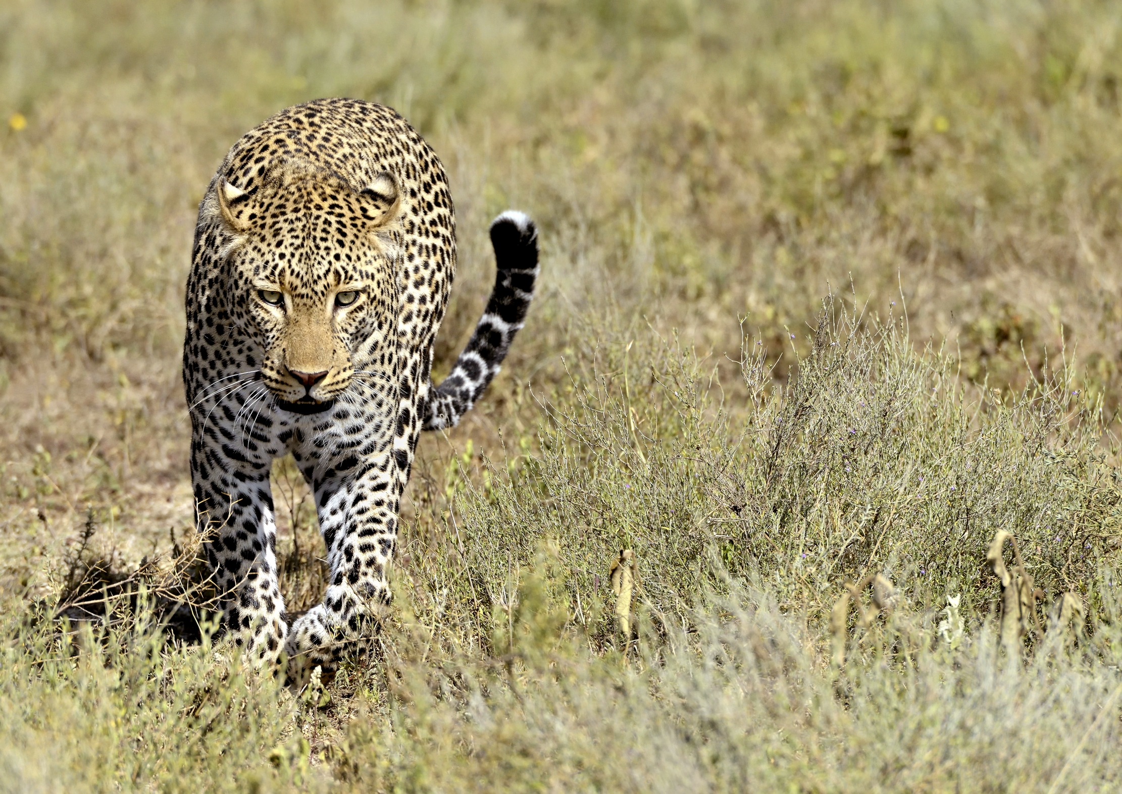Tanzania 2015 - Leopard