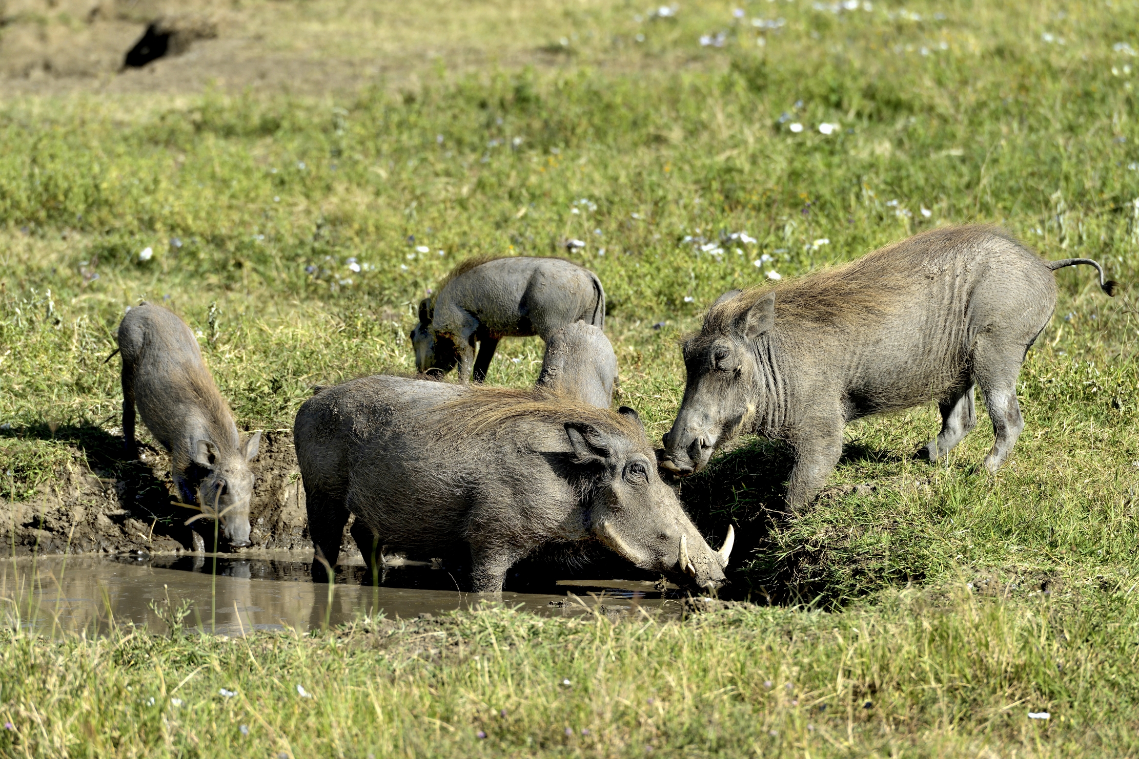 Tanzania 2015 - Nel fango