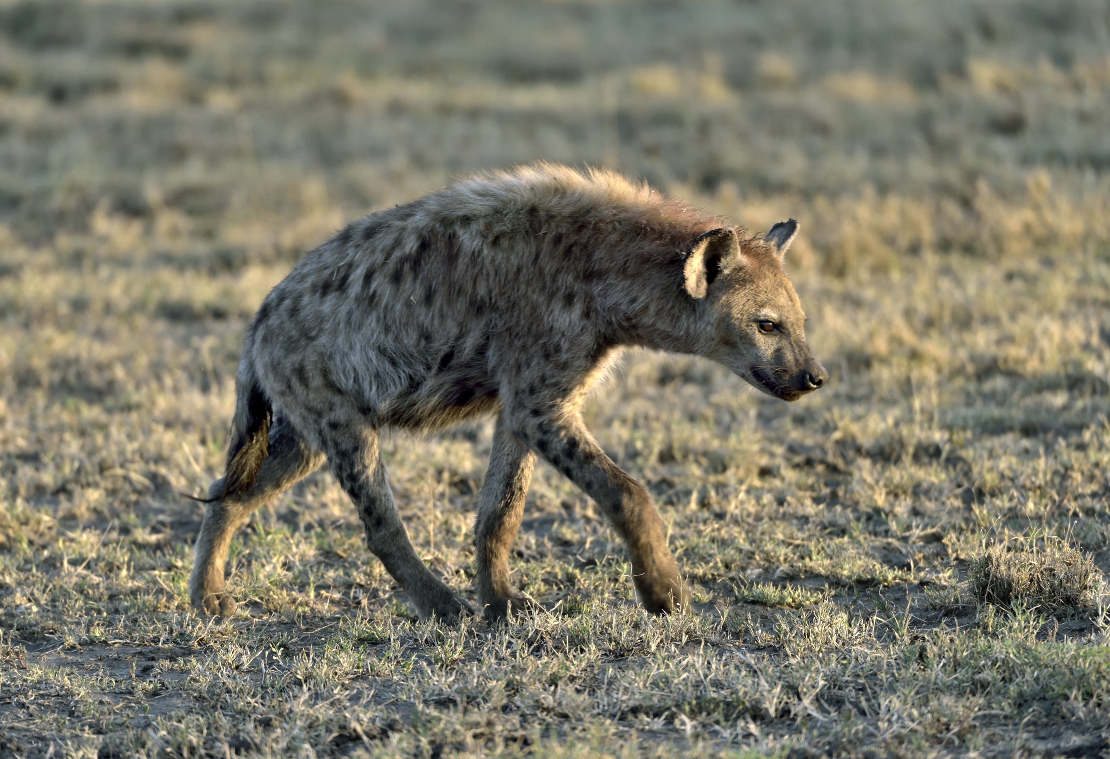 Tanzania 2015 - Iena