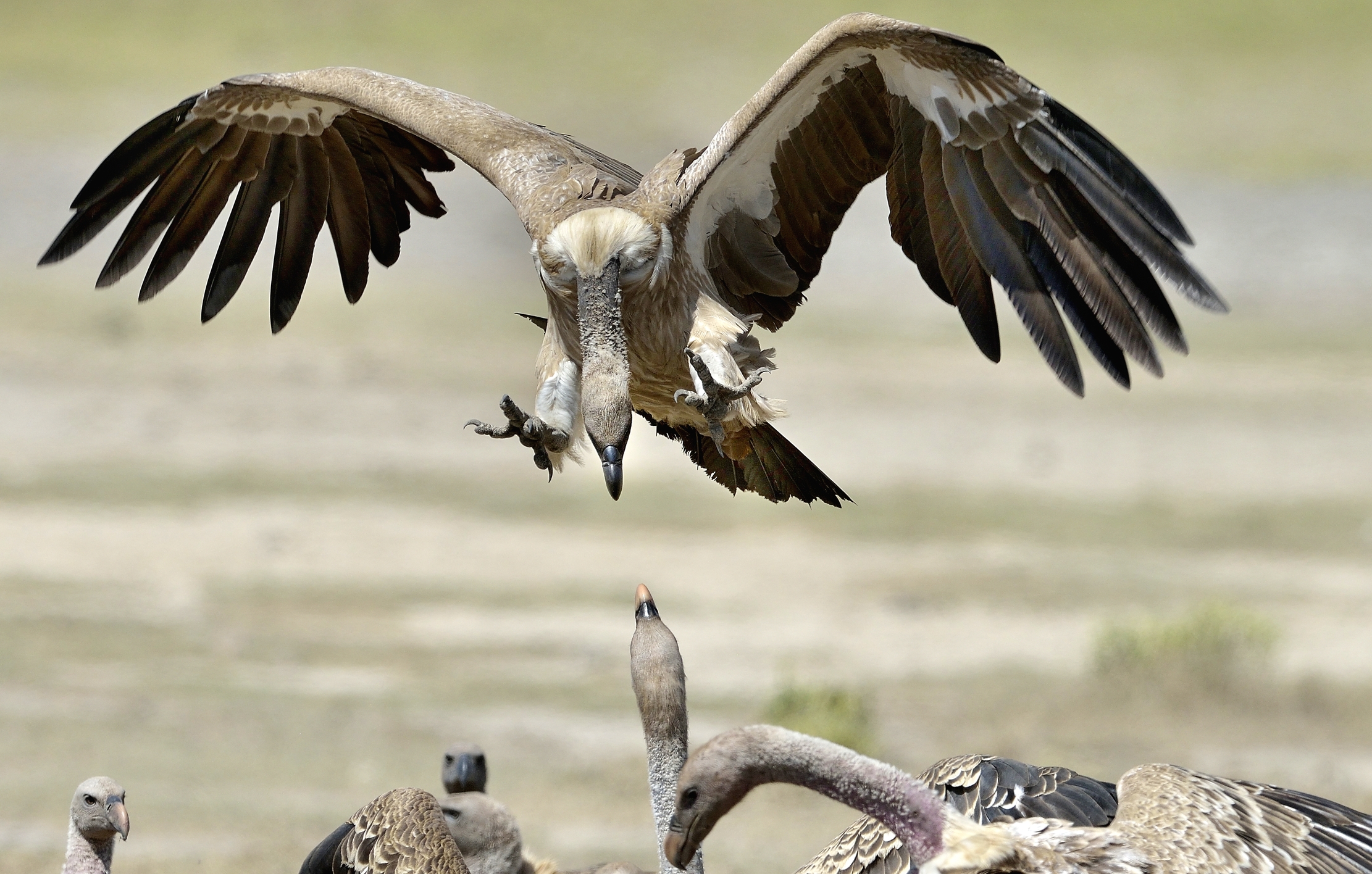 Tanzania 2015 - Avvoltoi