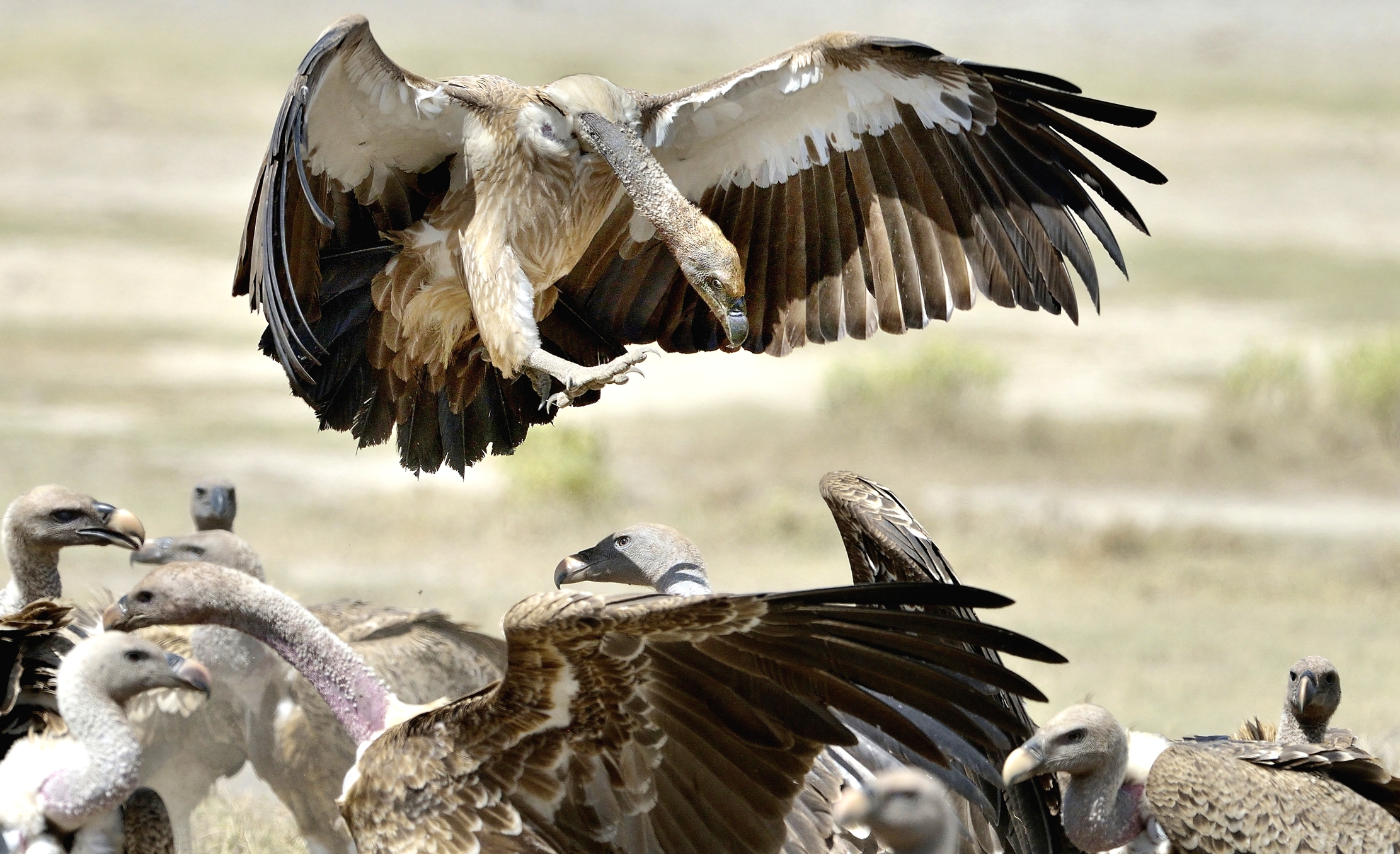 Tanzania 2015 - Avvoltoi