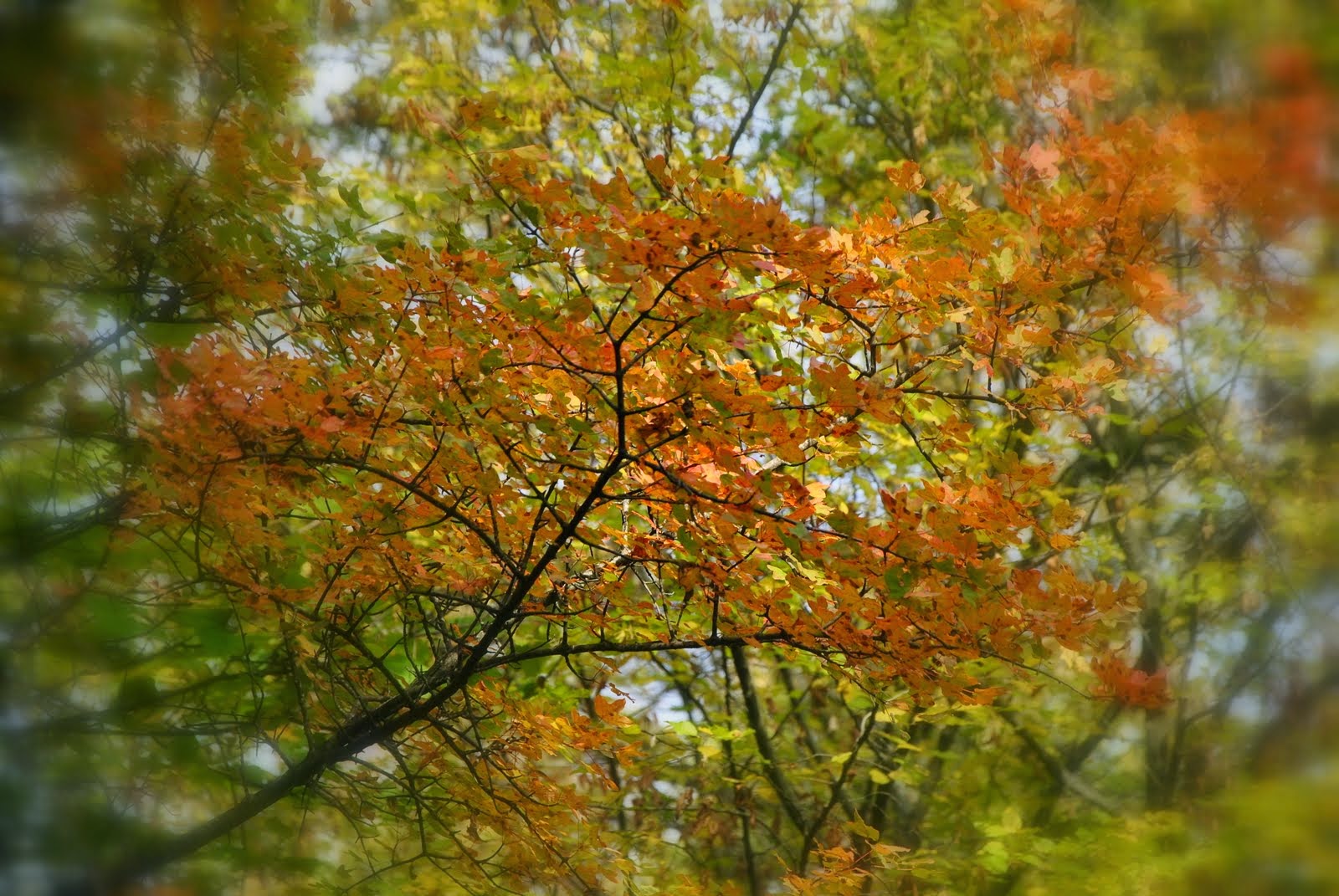 A warm heart in the woods ...