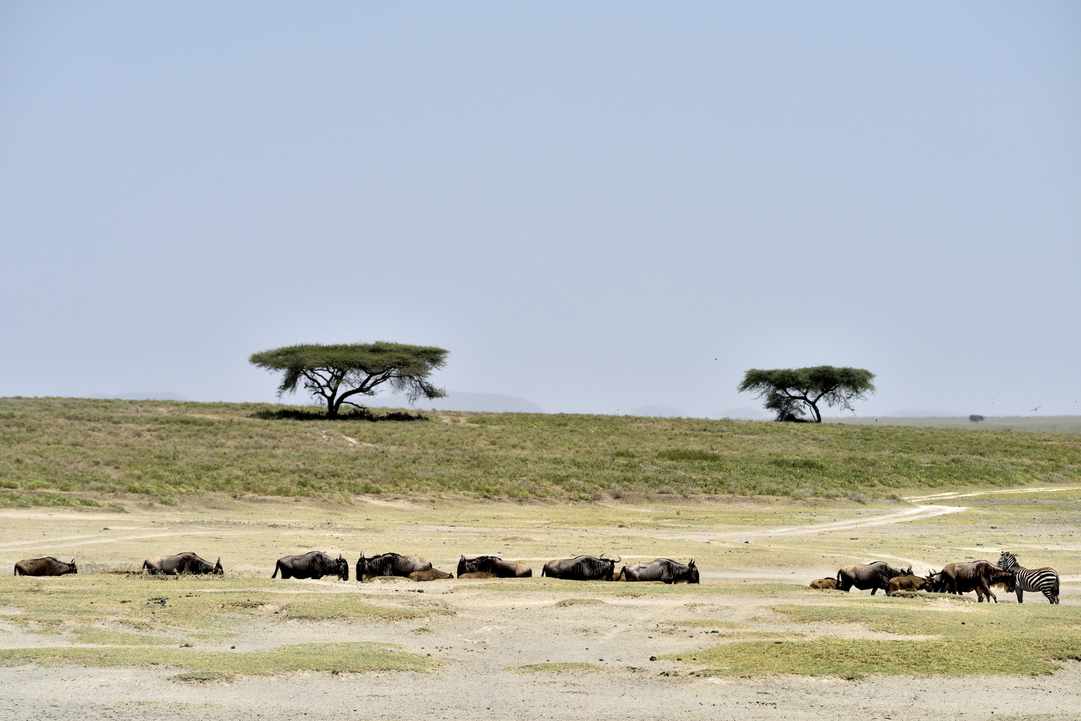 Tanzania 2015 - Migrazione