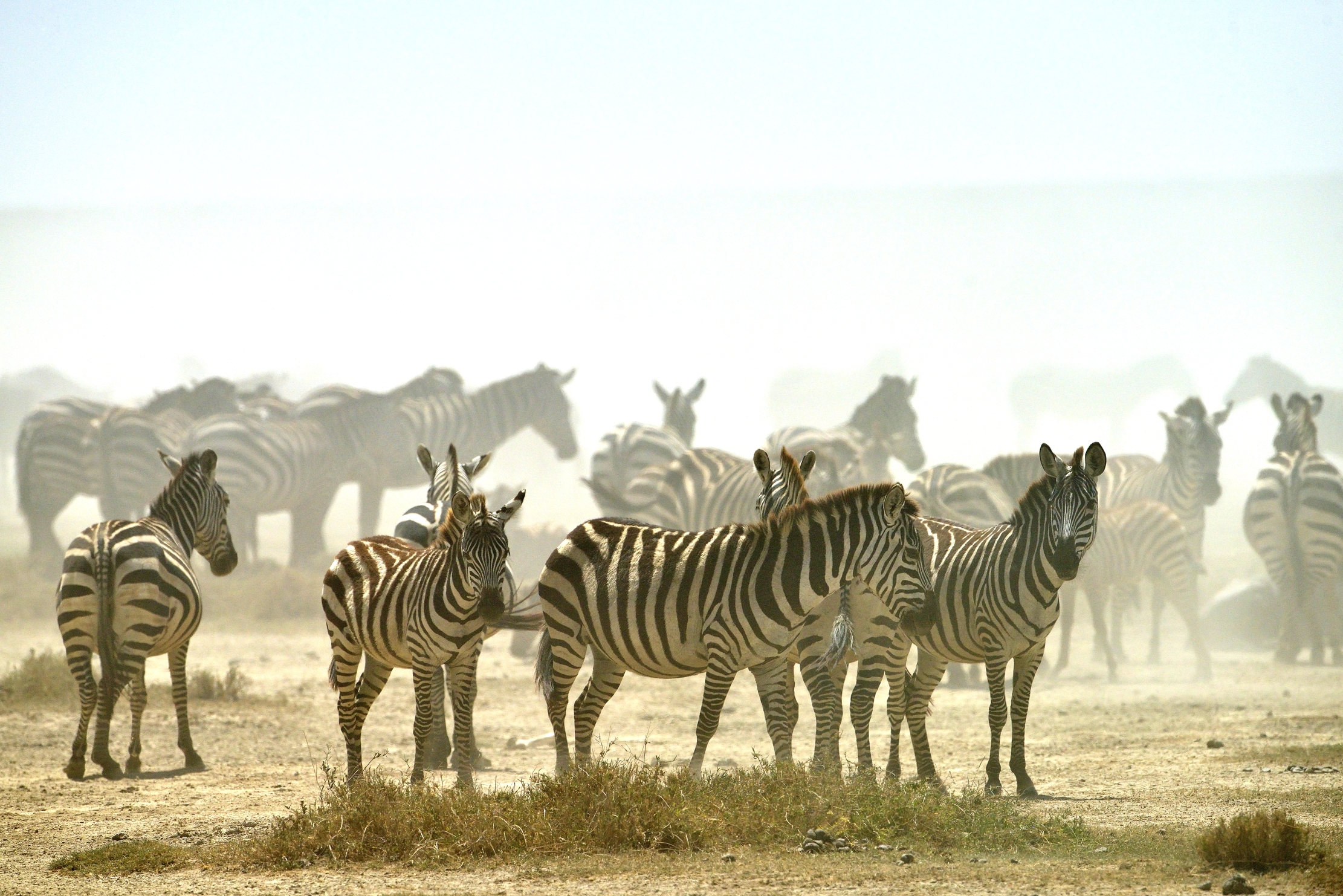 Tanzania 2015 - Migrazione