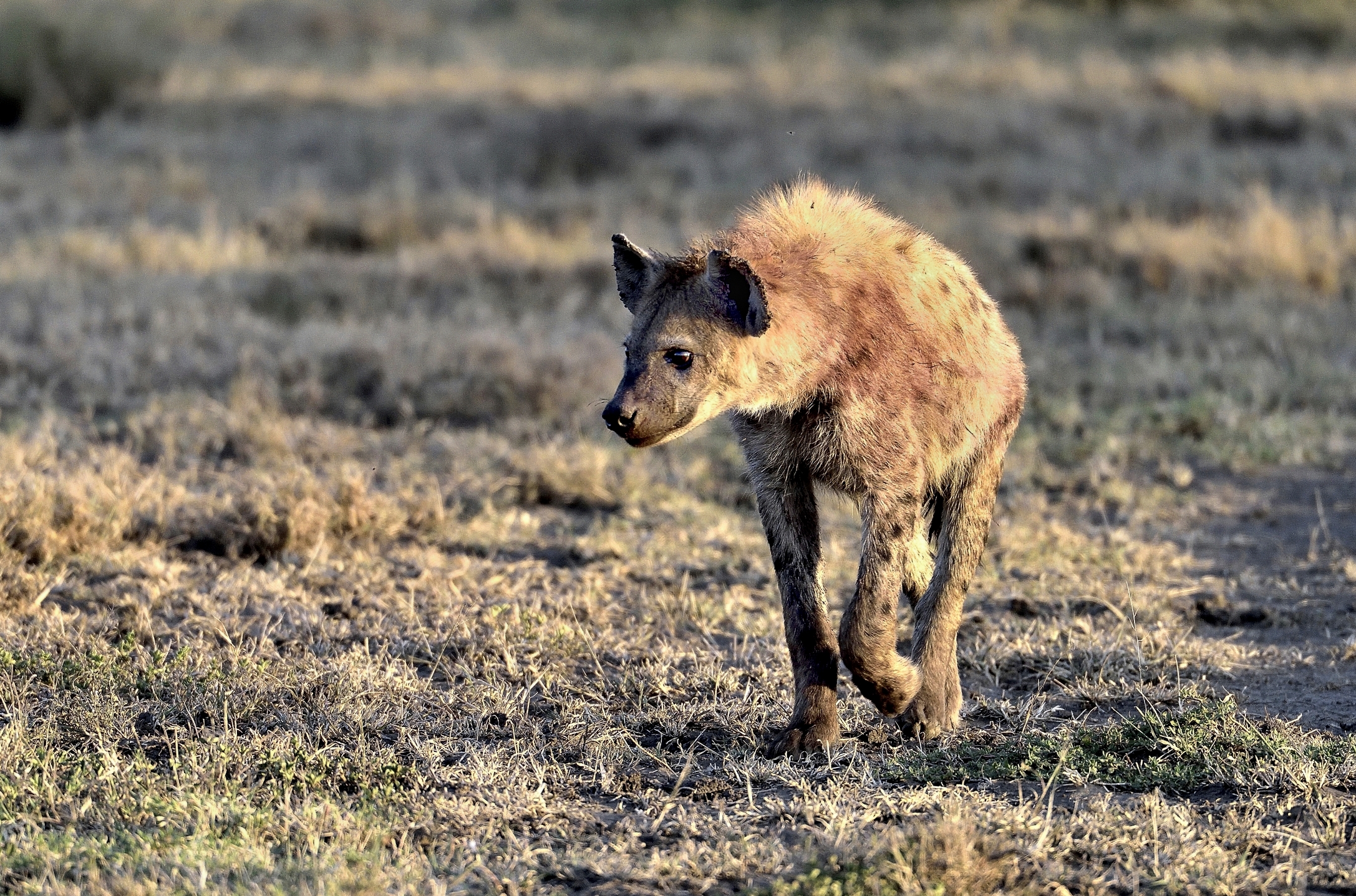 Tanzania 2015 - Iena
