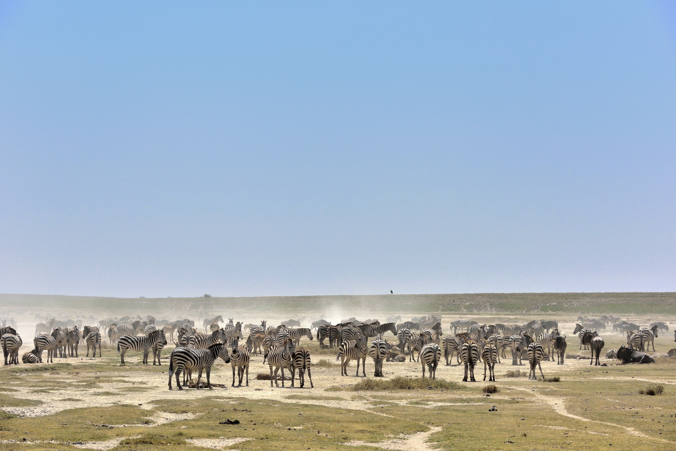 Tanzania 2015 - Migrazione