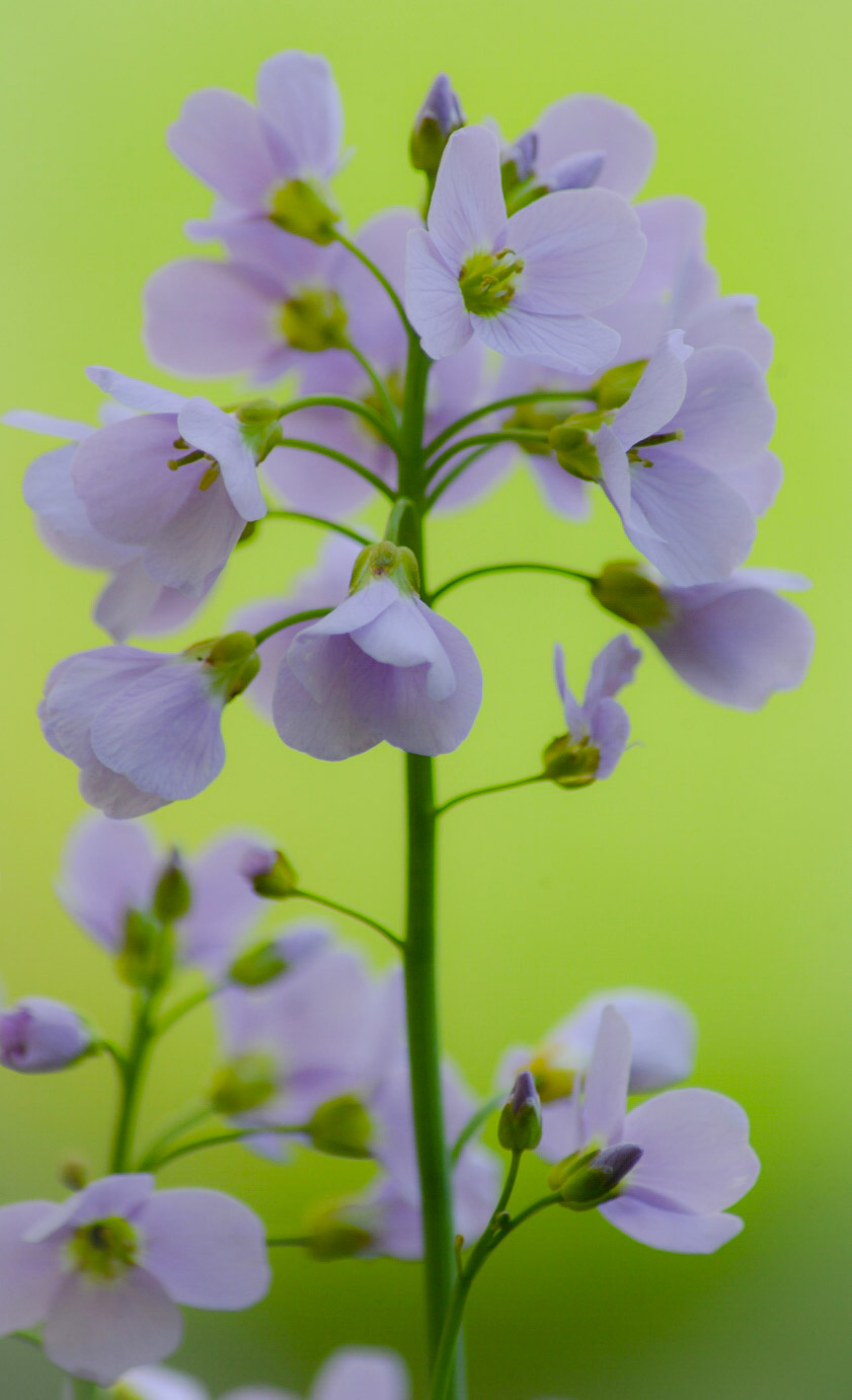 ... Forest ... Macolin!