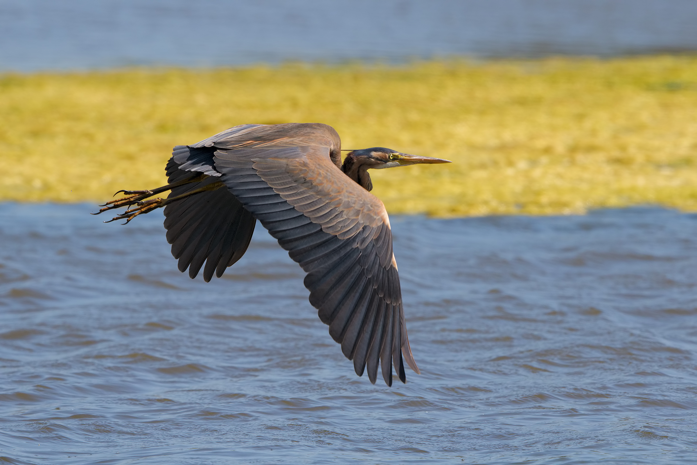 Purple Heron and the click of my son
