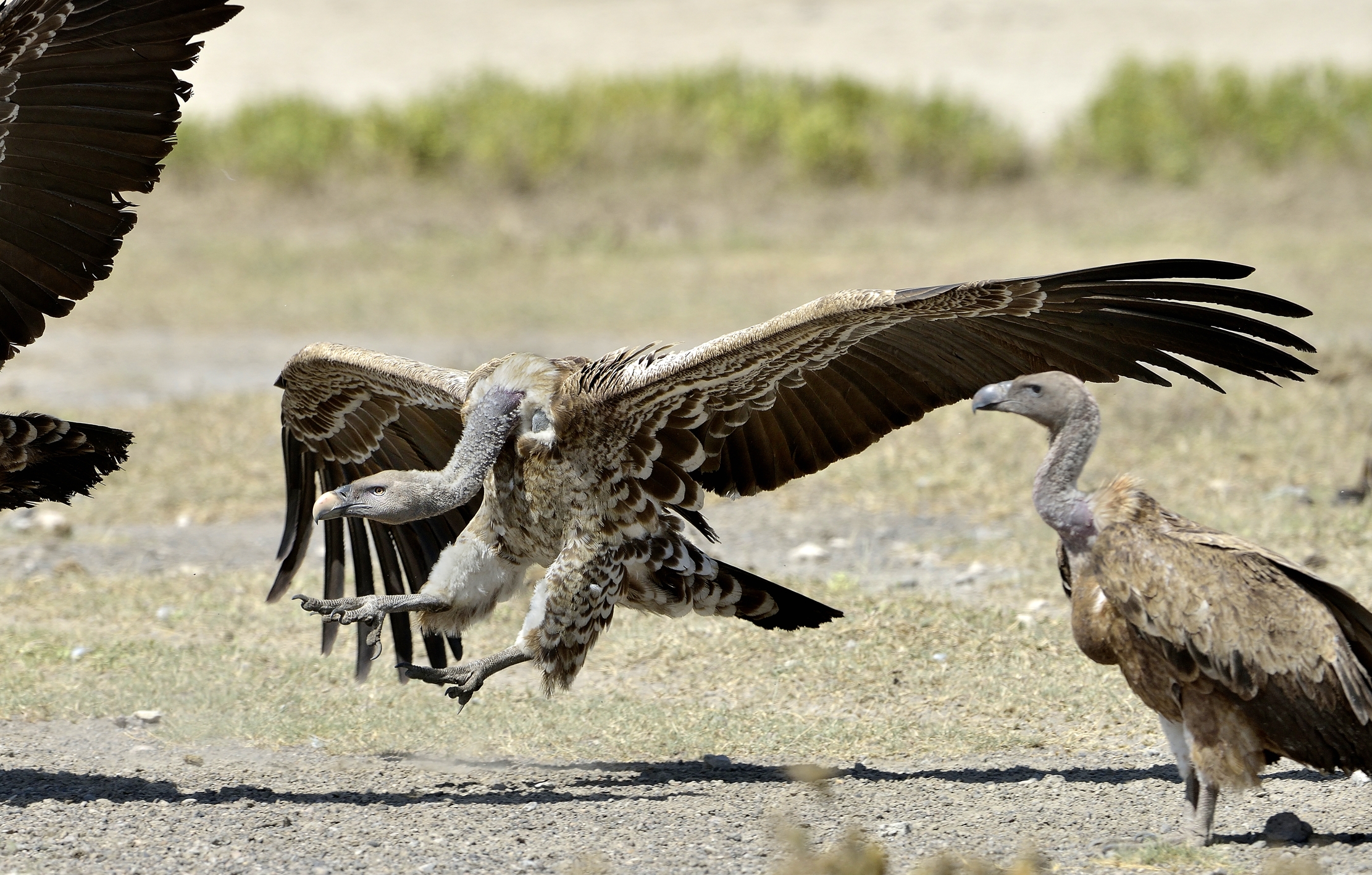 Tanzania 2015 - Avvoltoi