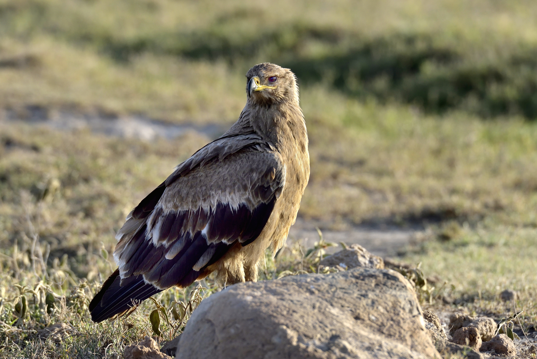 Tanzania 2015 - Aquila