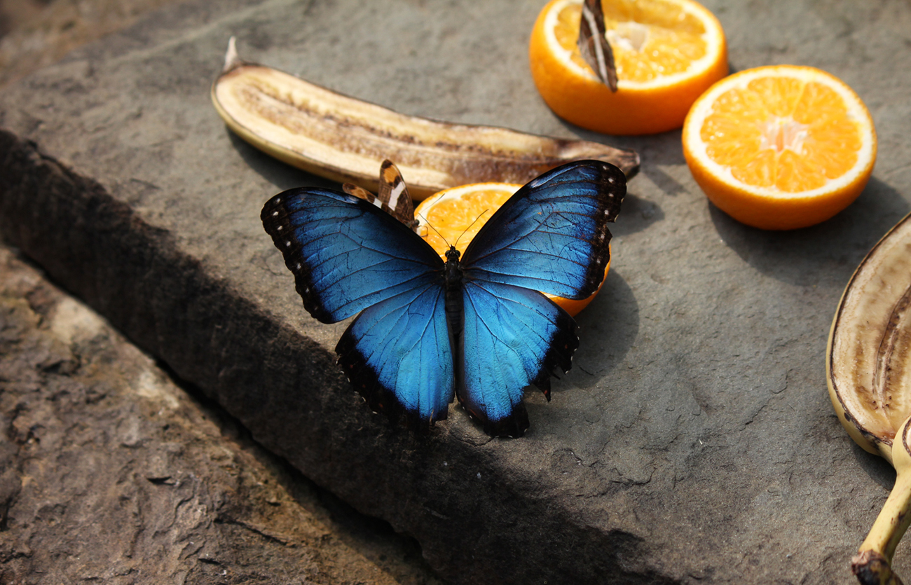 Butterfly Zoo Amsterdam in August 2012