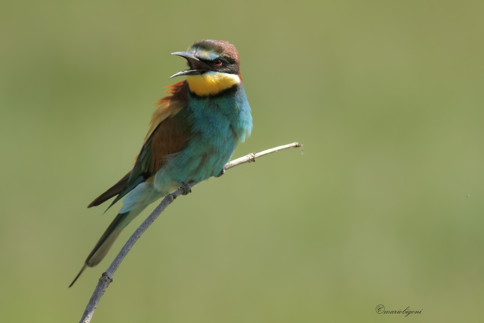 bee-eater