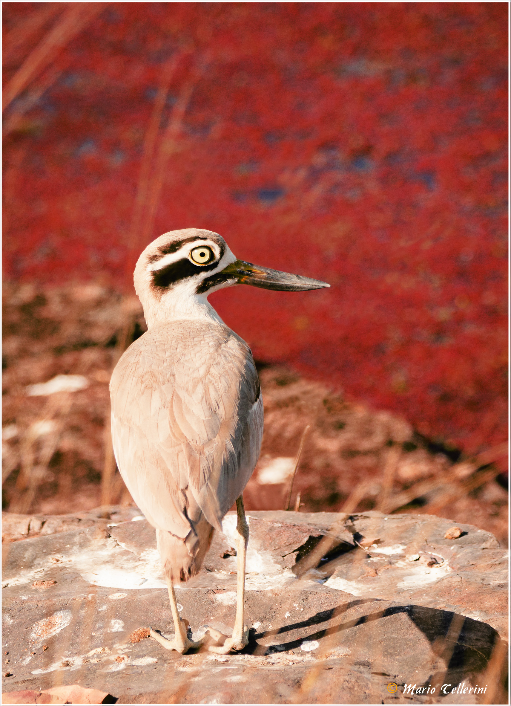 Occhione maggiore indiano (Esacus recurvirostris)