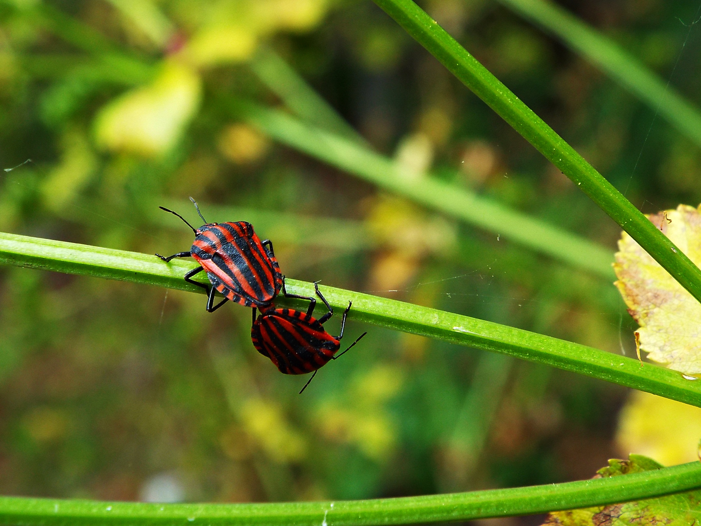 Graphosoma lineatum