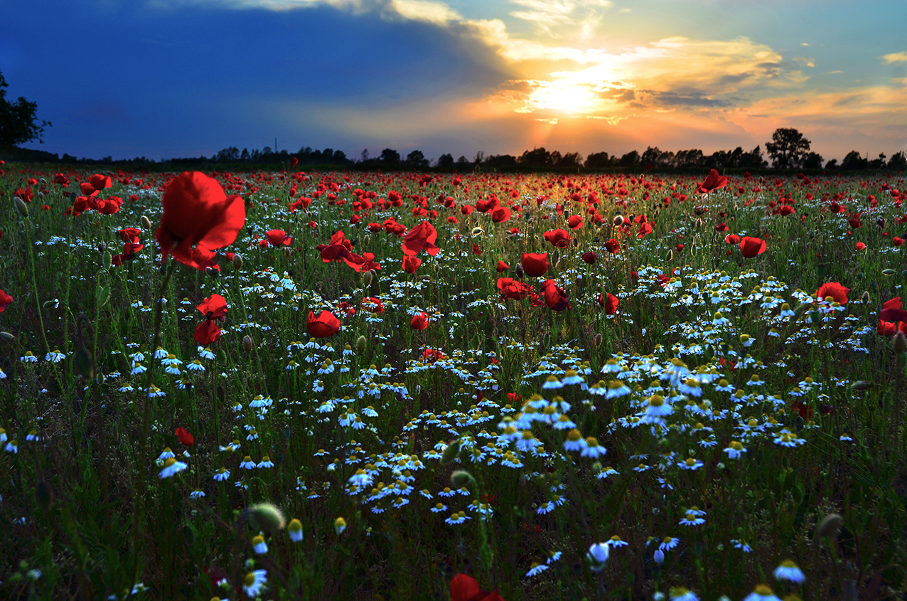 Campo di papaveri al tramonto