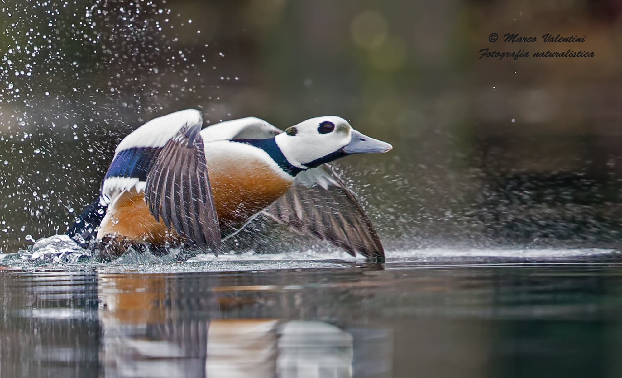 La partenza dello Steller