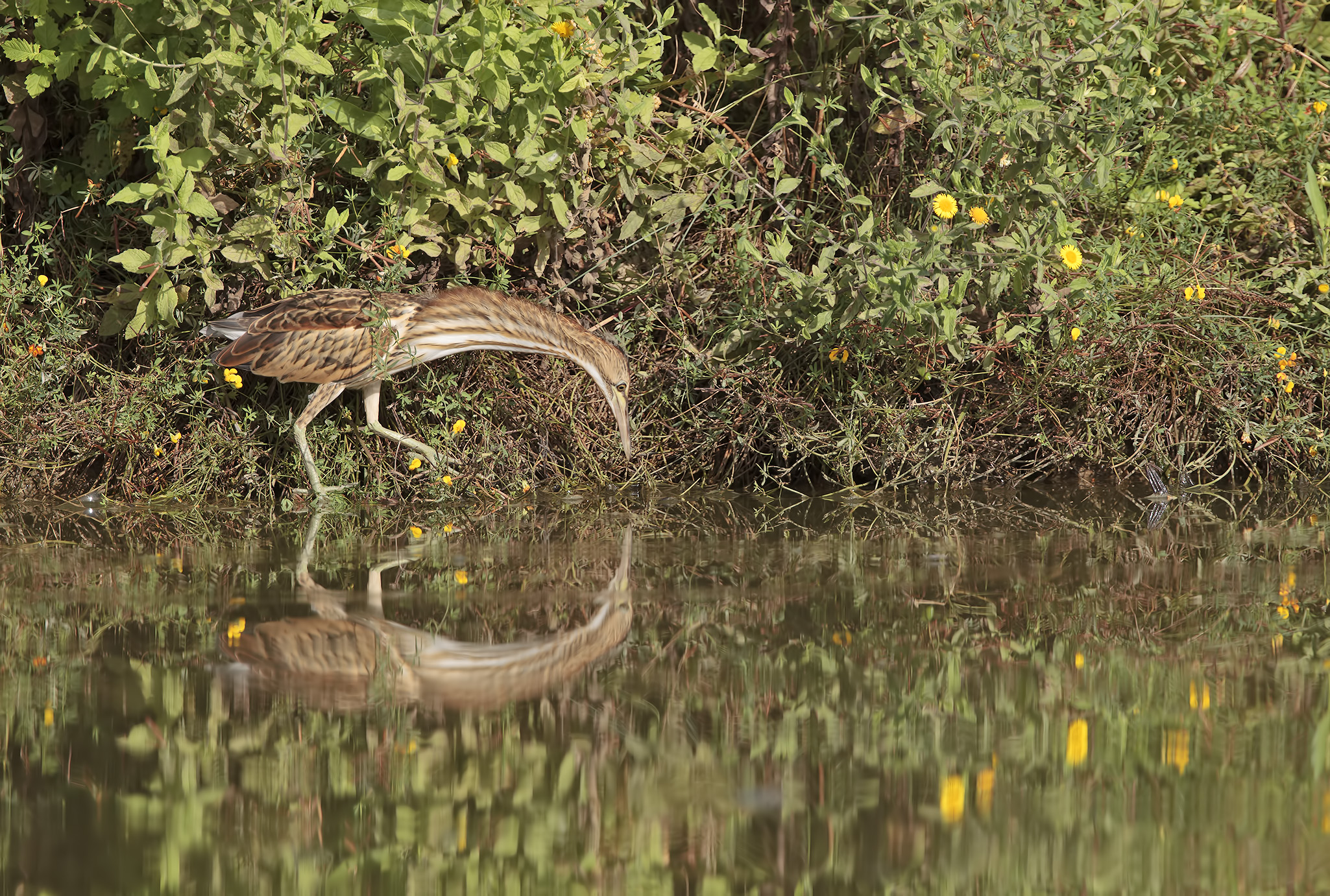 Tarabusino ambientato