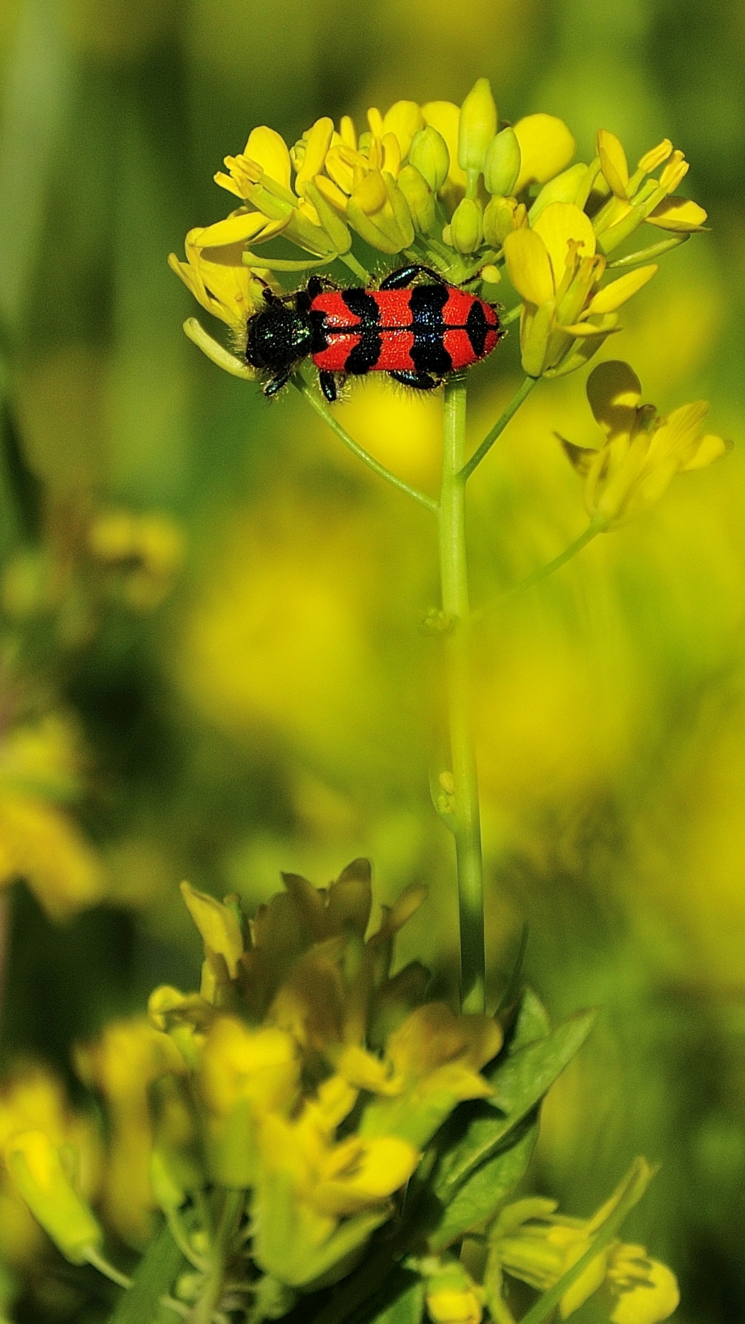 on flowers of broccoli