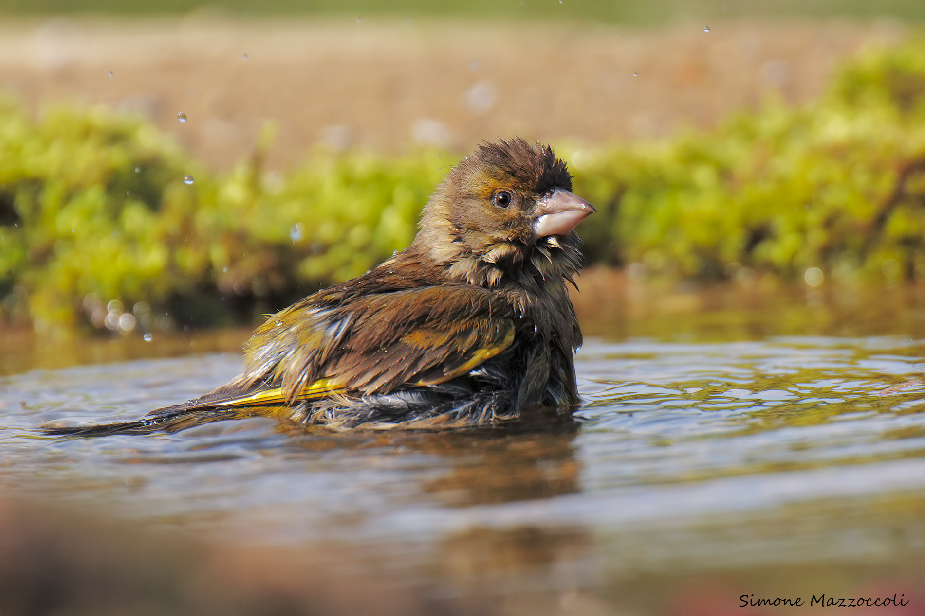 Verdone to the bathroom ...