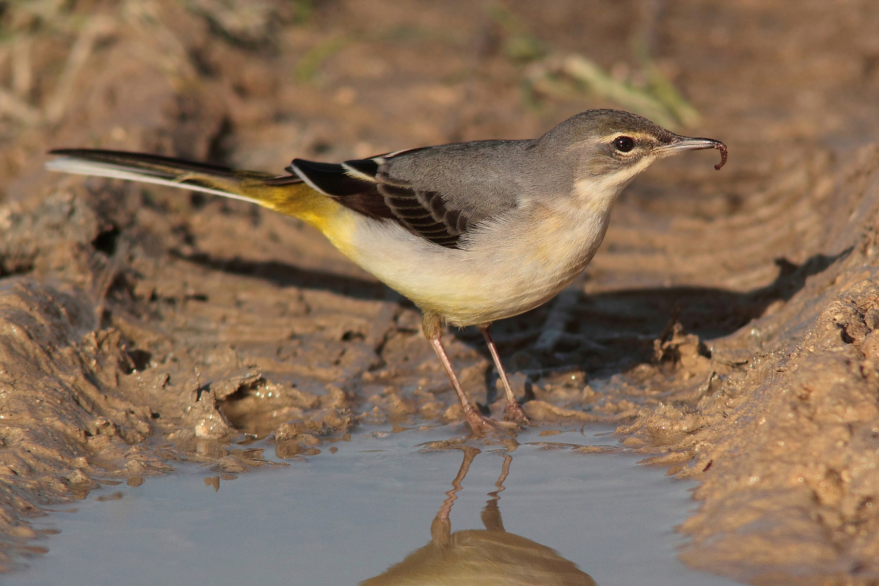 Wagtail with prey