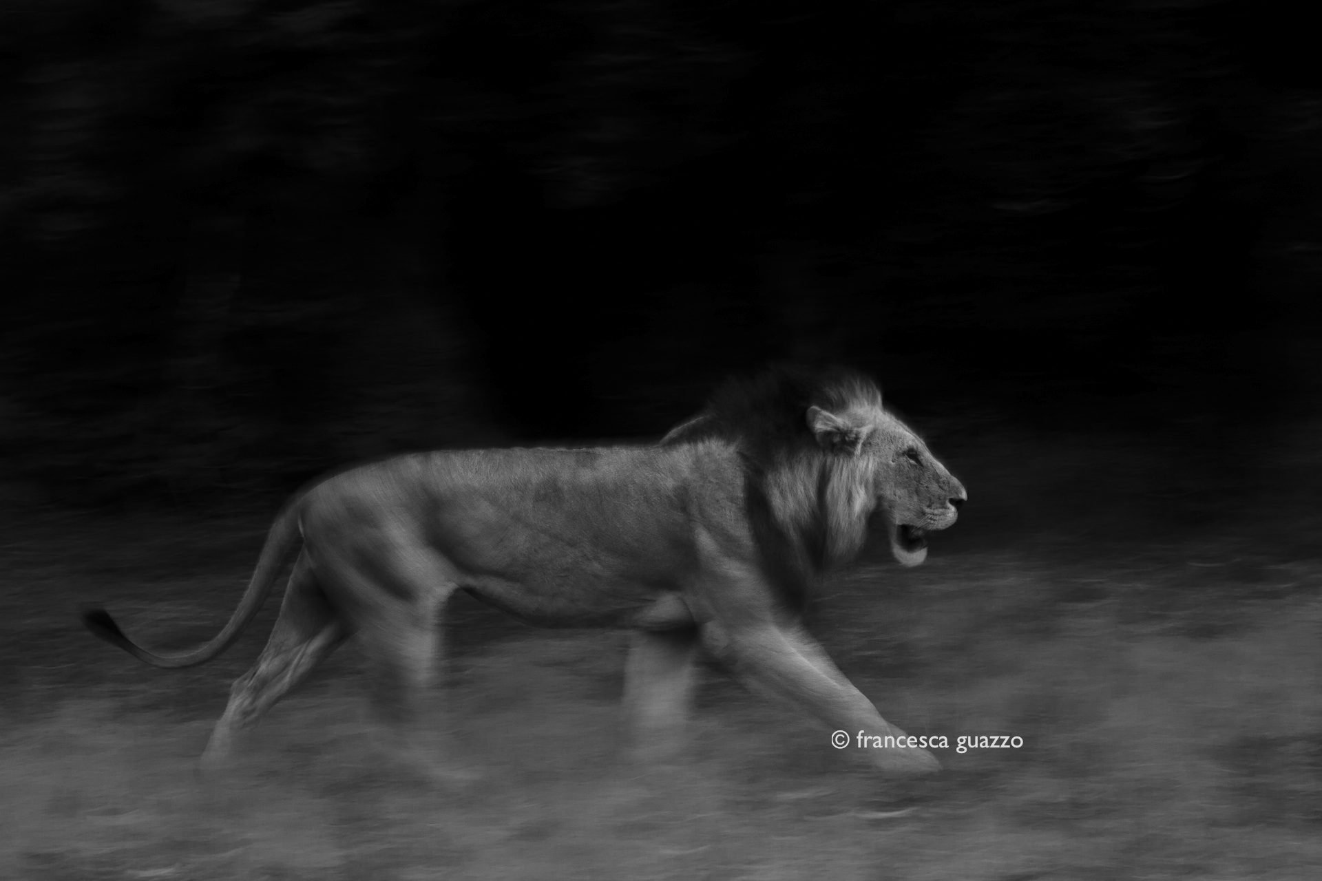 Lion running