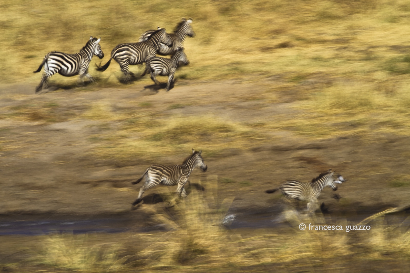 Zebre in panning
