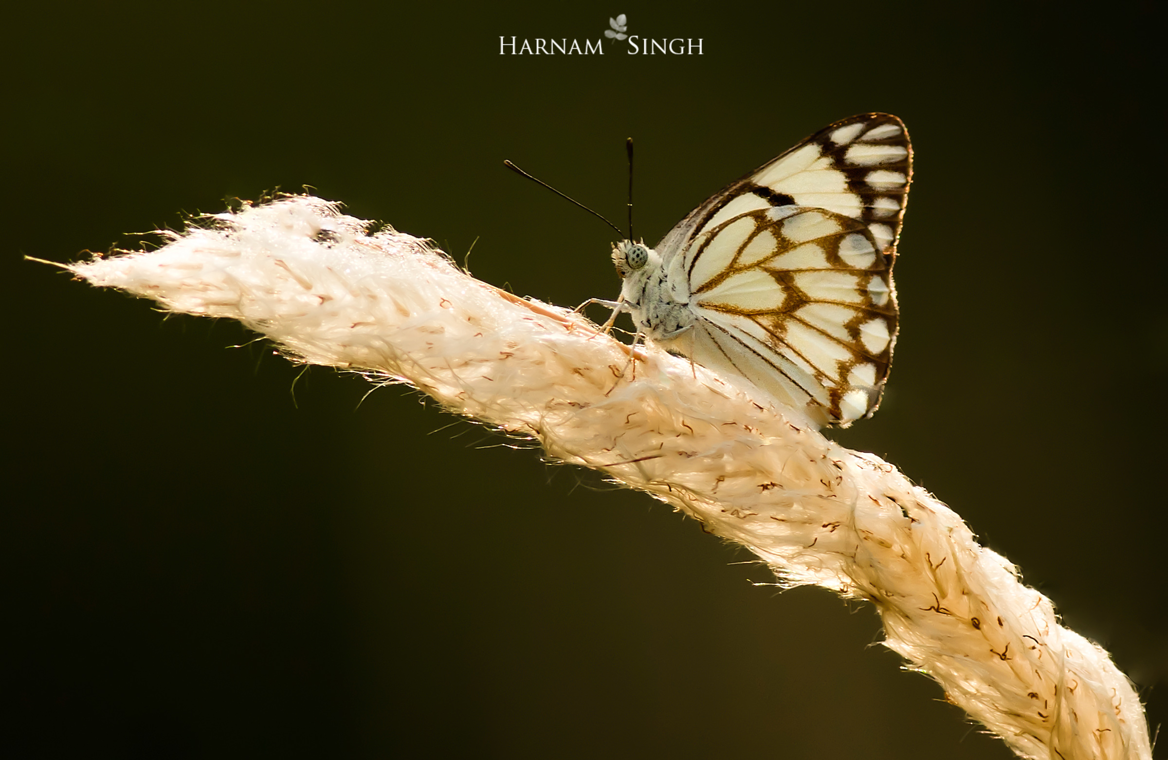 Bath White (Pontia daplidice)