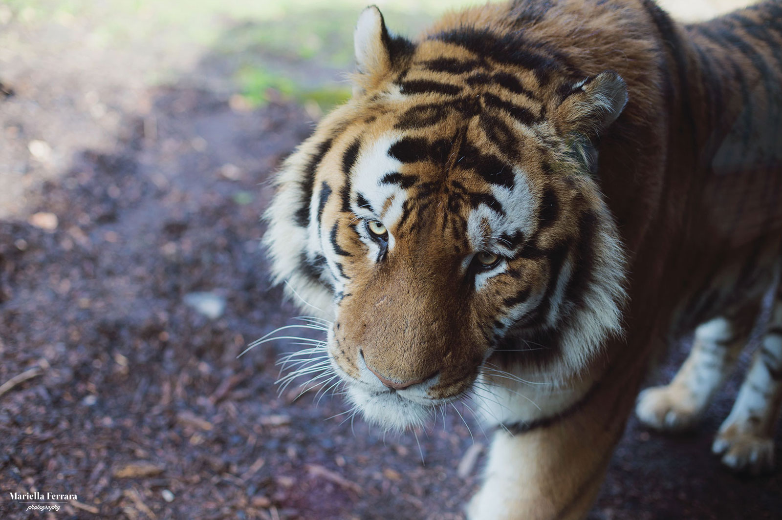 I've got the eye of the tiger.