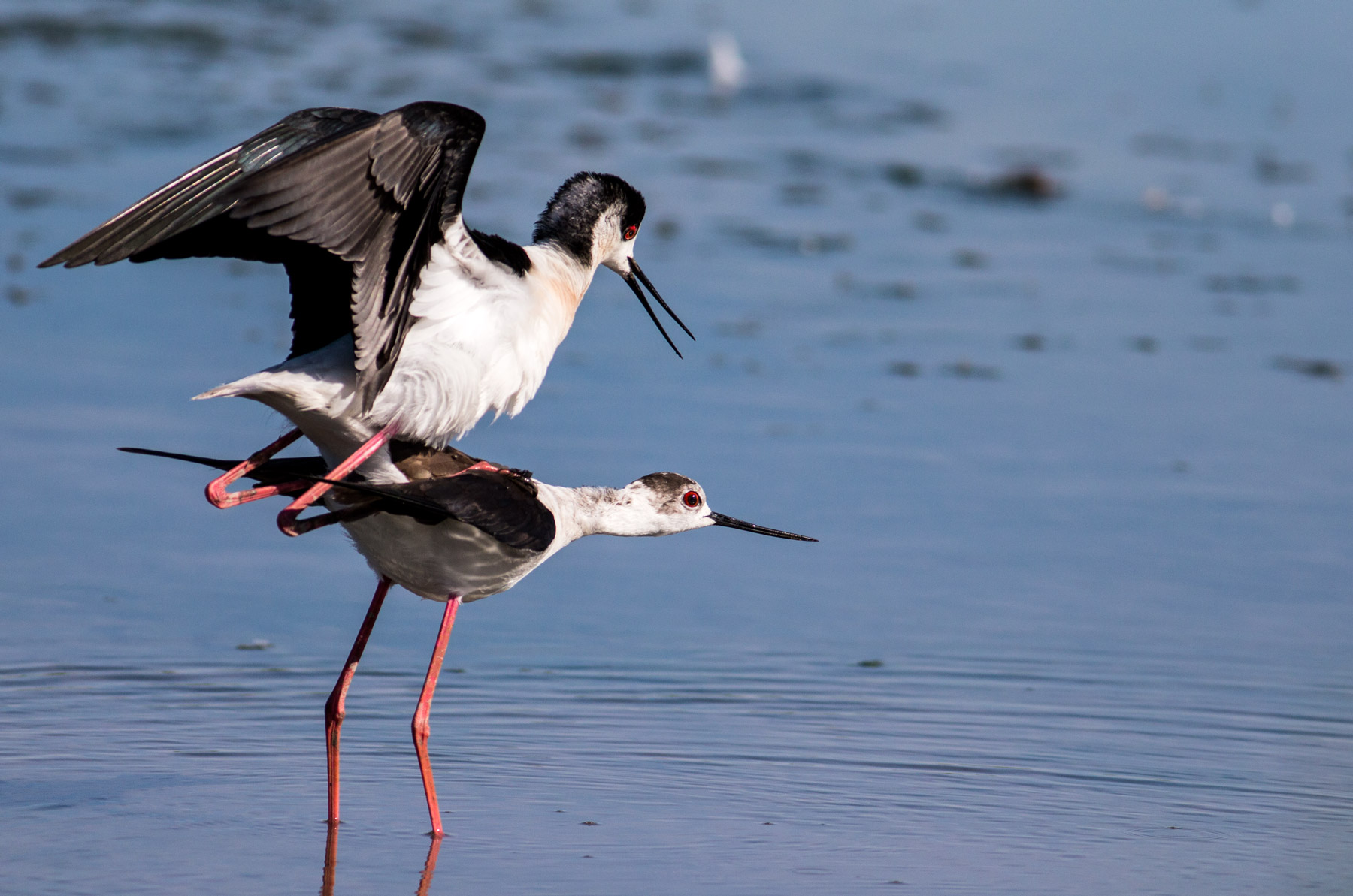 Cavalieri d'Italia accoppiamento