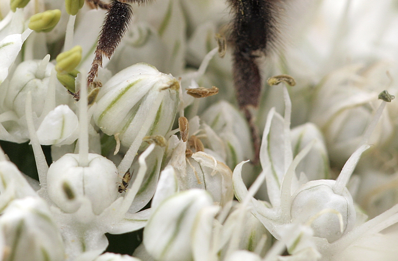 Mini insetto e zampe di bombo
