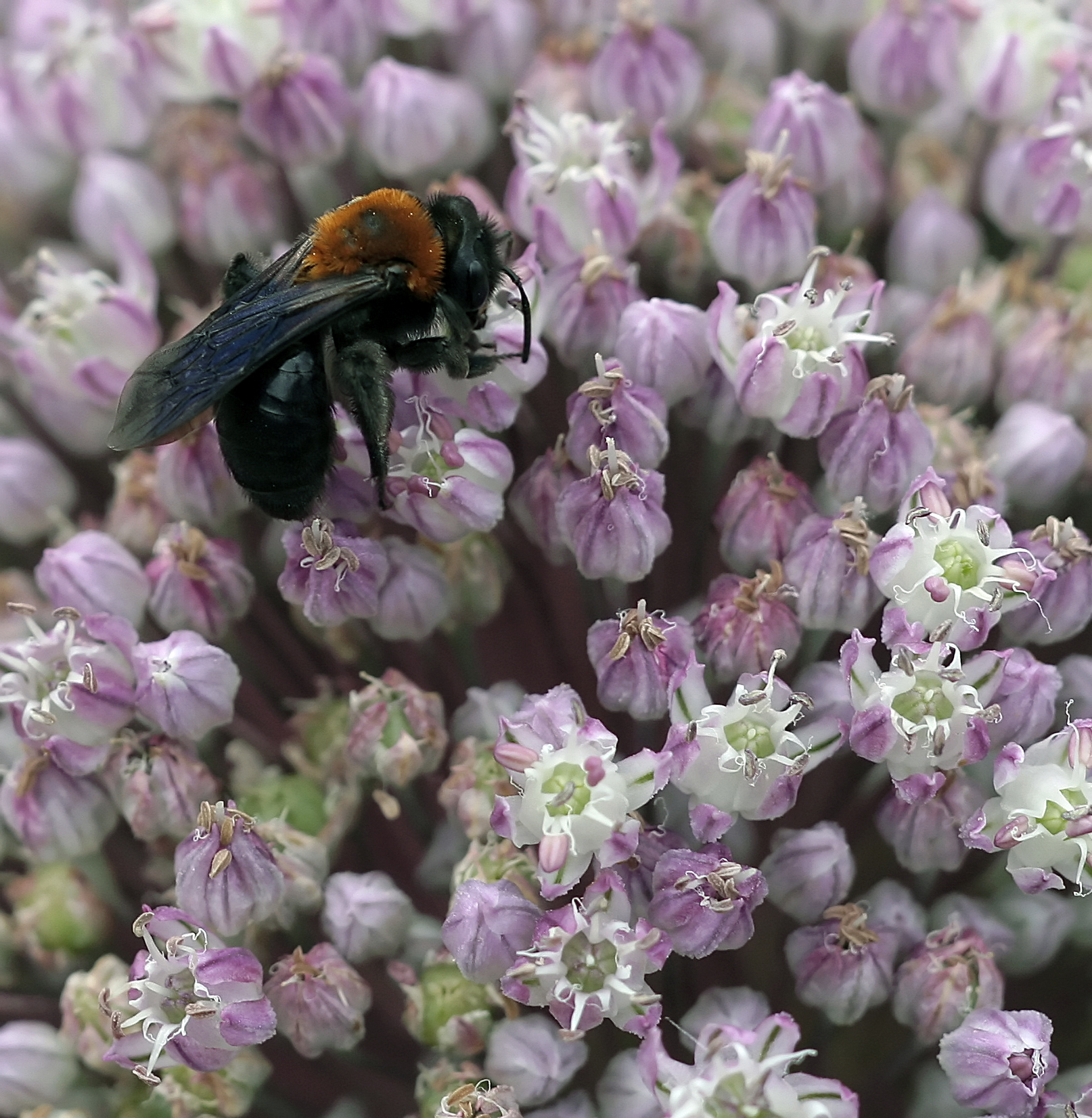 Vespa su fioredi cipolla