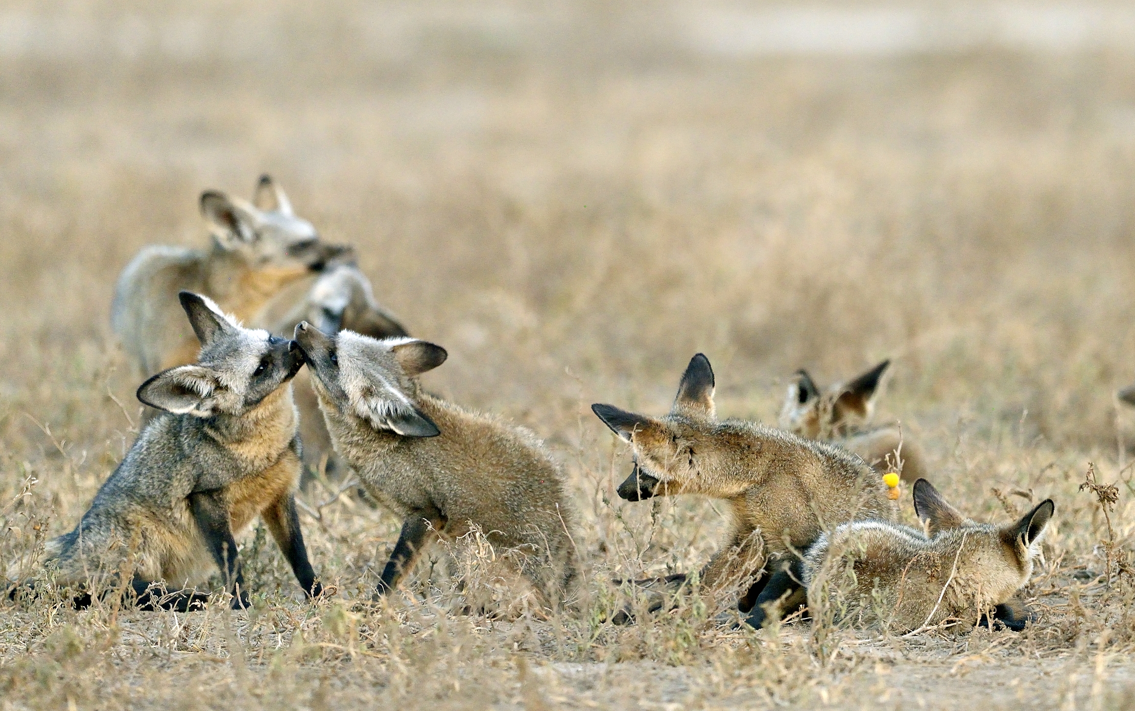 Tanzania 2015 - Otocioni