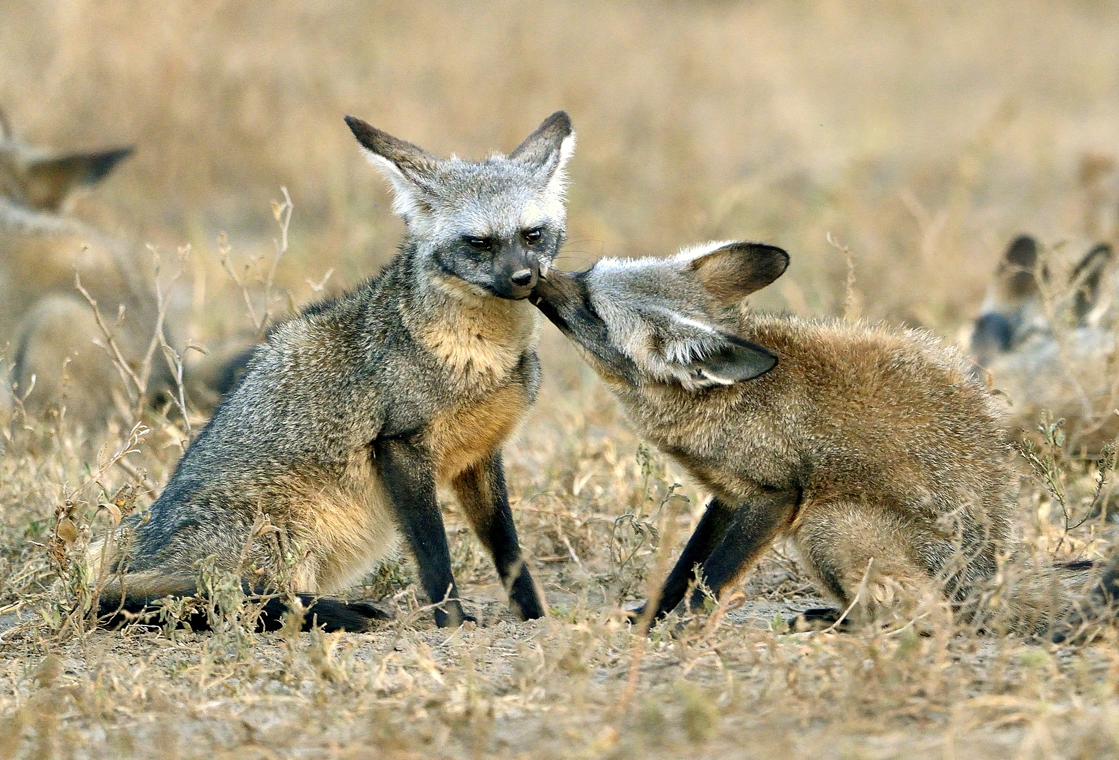Tanzania 2015 - Otocioni