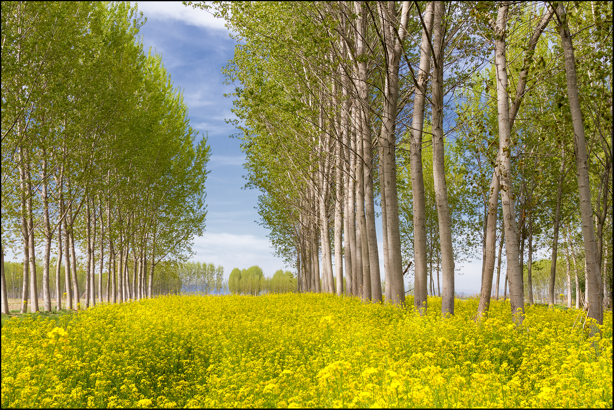 Among the poplars