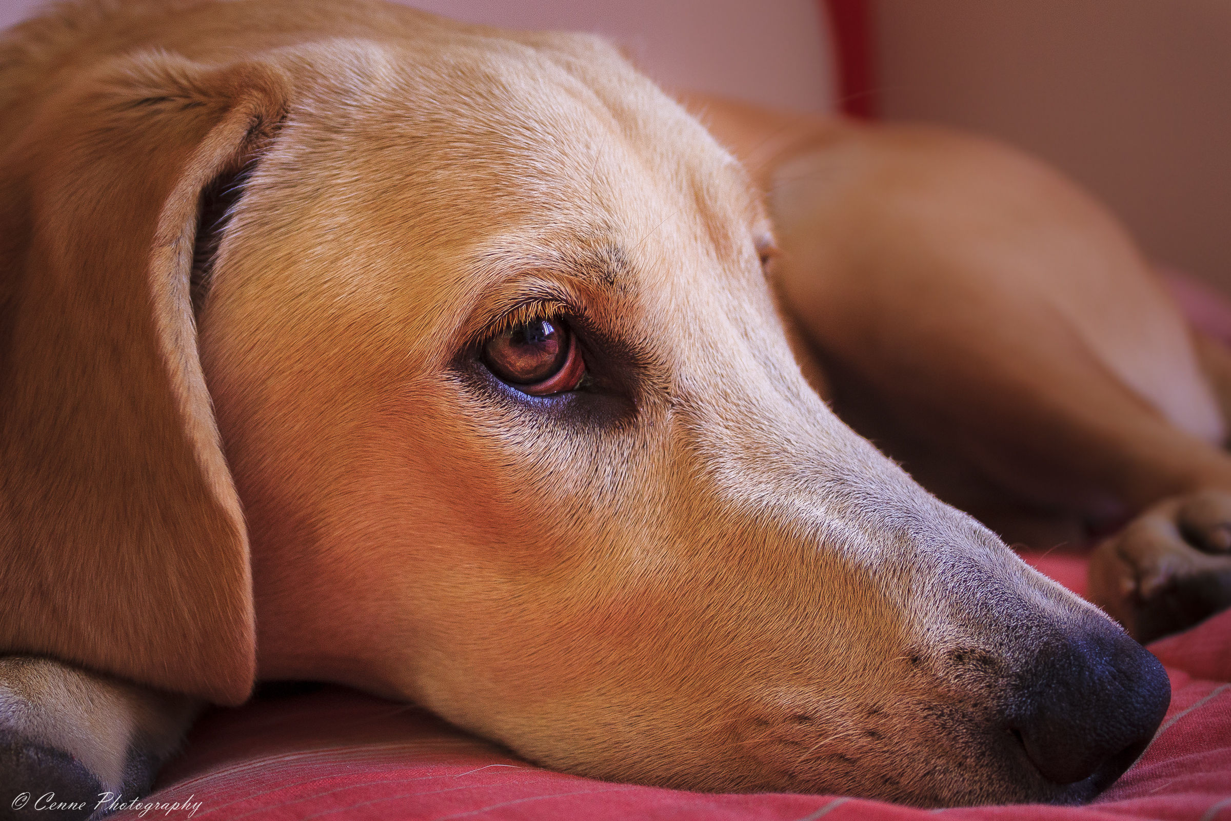 Tristezza negli occhi