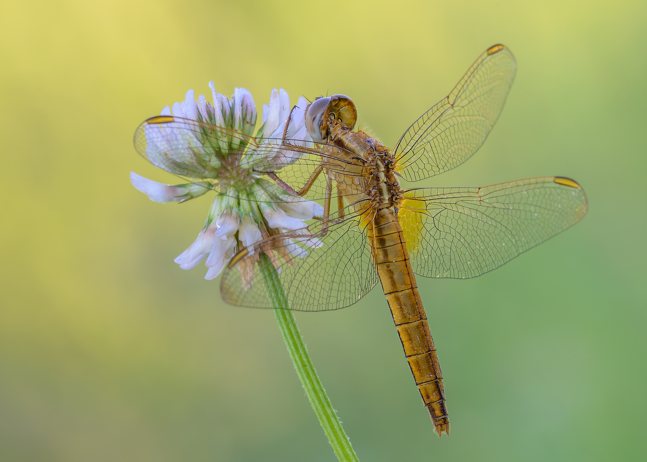 Crocothemis erythraea