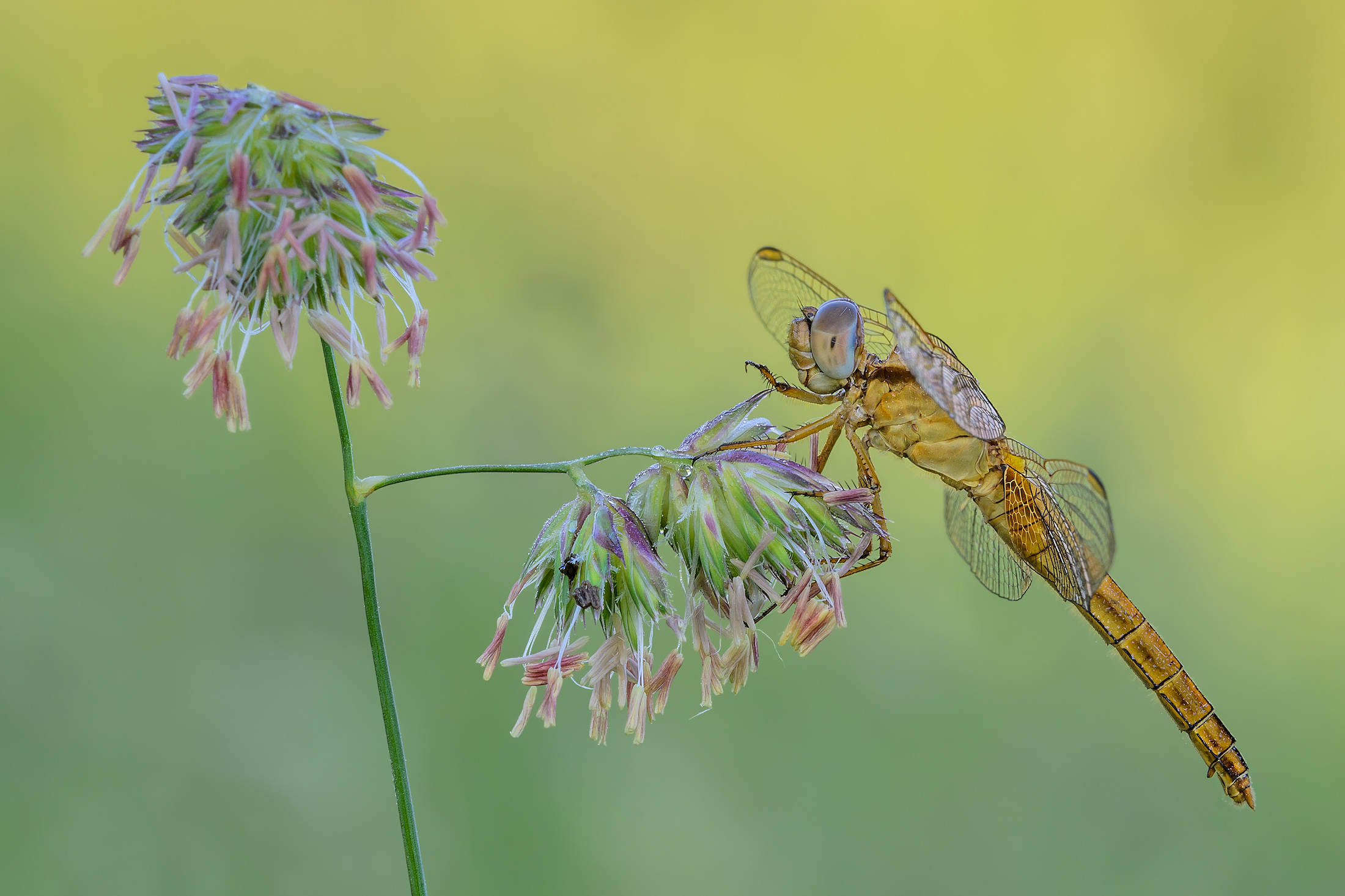 Crocothemis erythraea