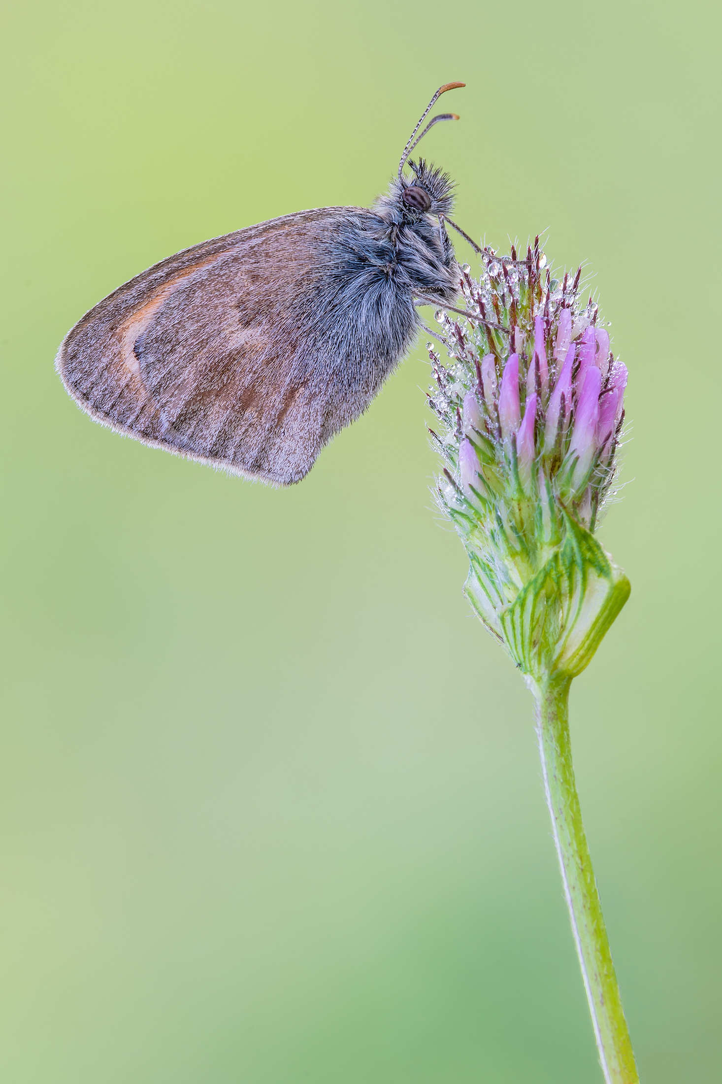 Coenonympha pamphilus