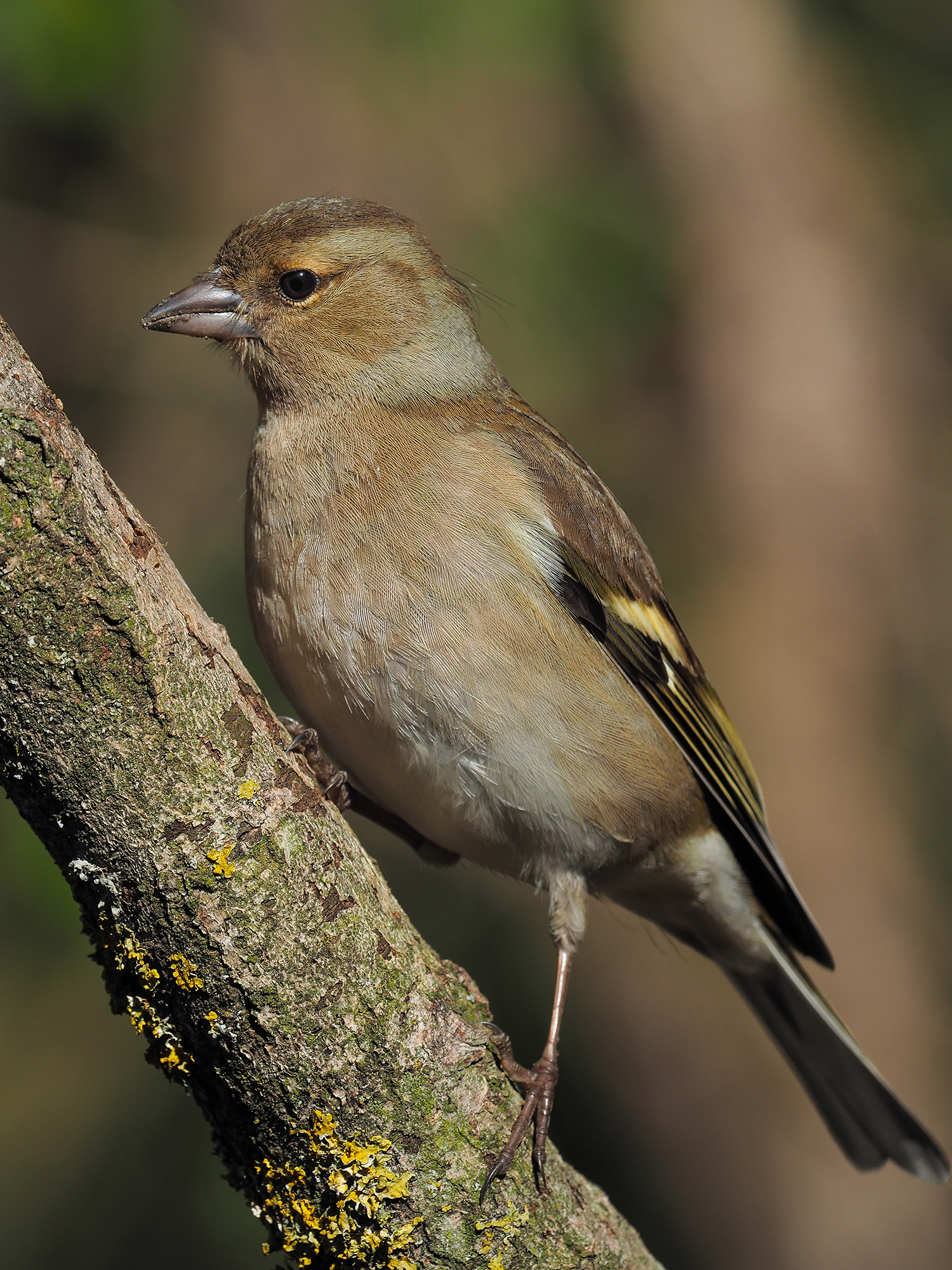 Chaffinch (female)