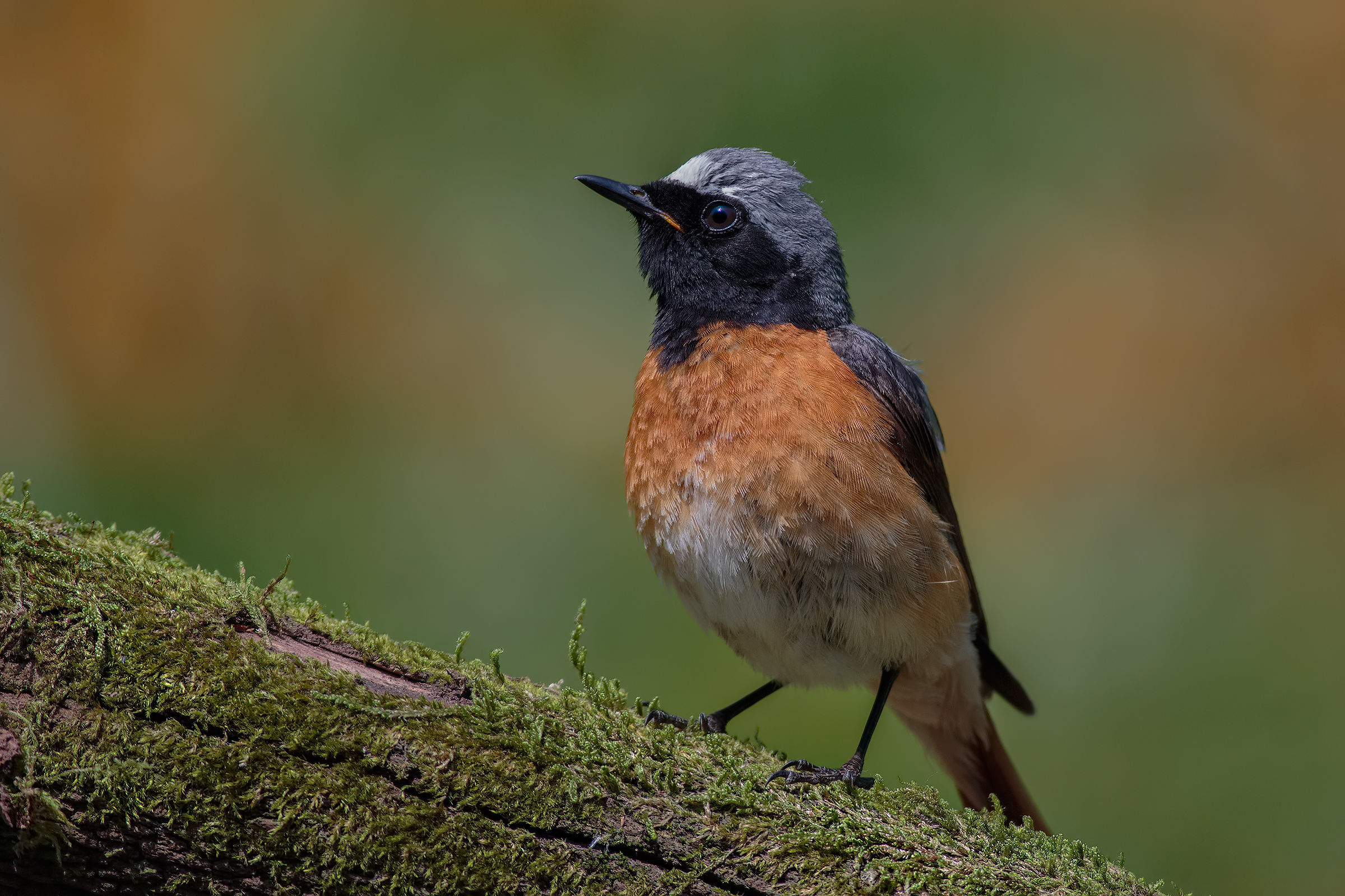 .... For now he's there .. !!!