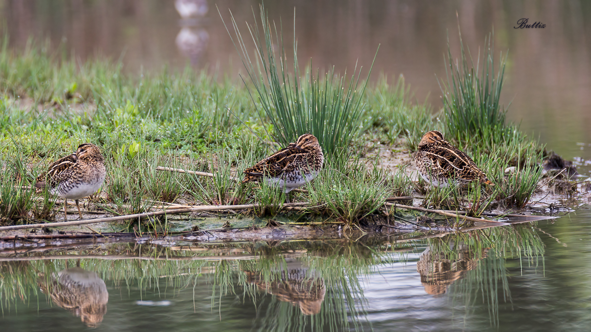 Slow awakening at dawn - snipes