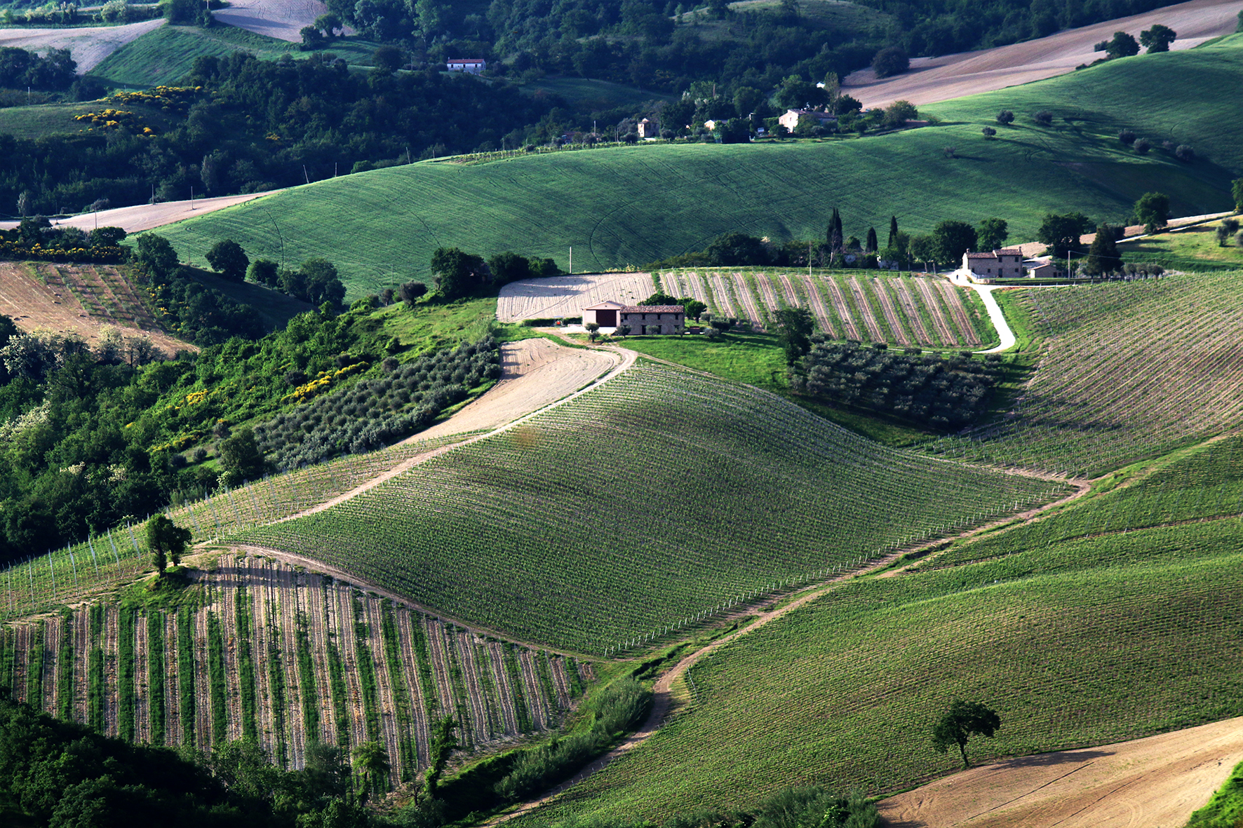 Svegliarsi nel Verdicchio...