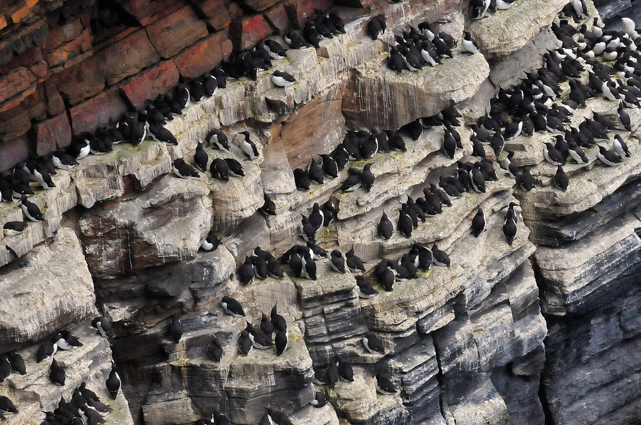 Dunnet Head (Scotland)