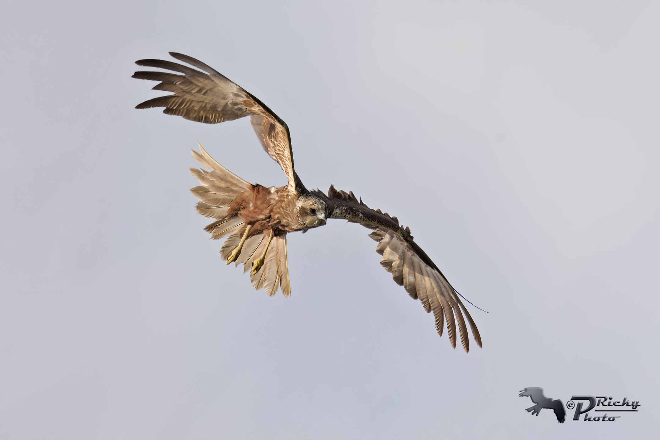 Female Marsh Harrier