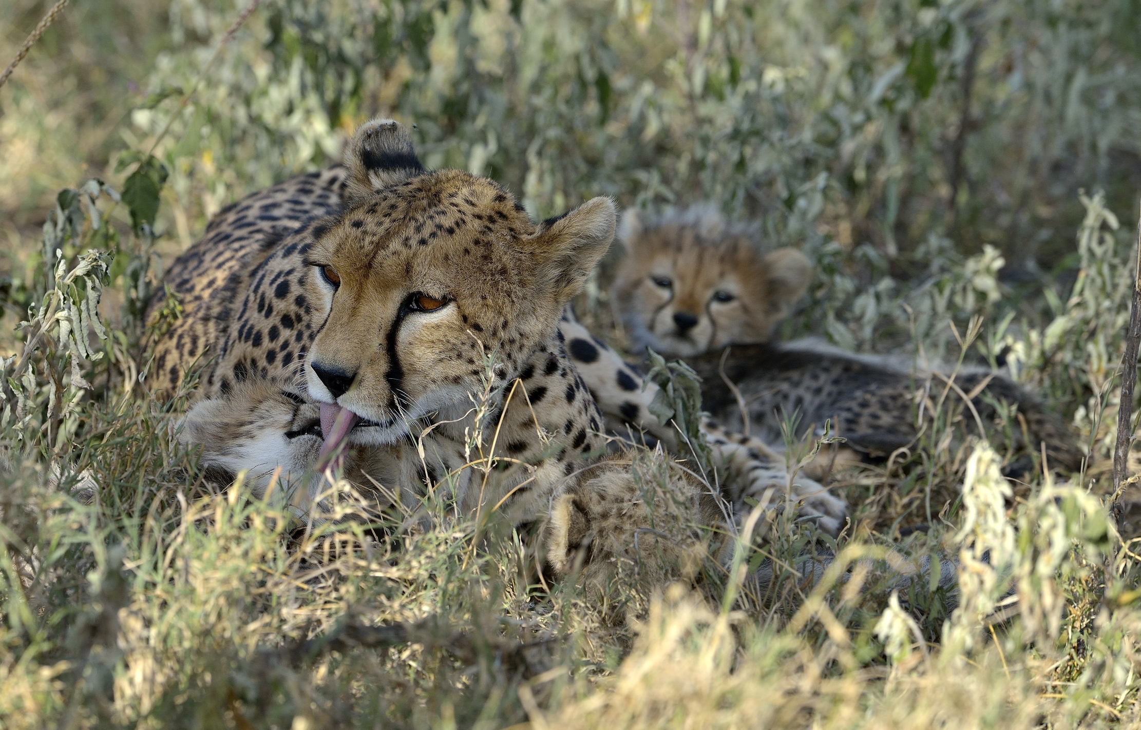 Tanzania 2015 -  Amore di mamma