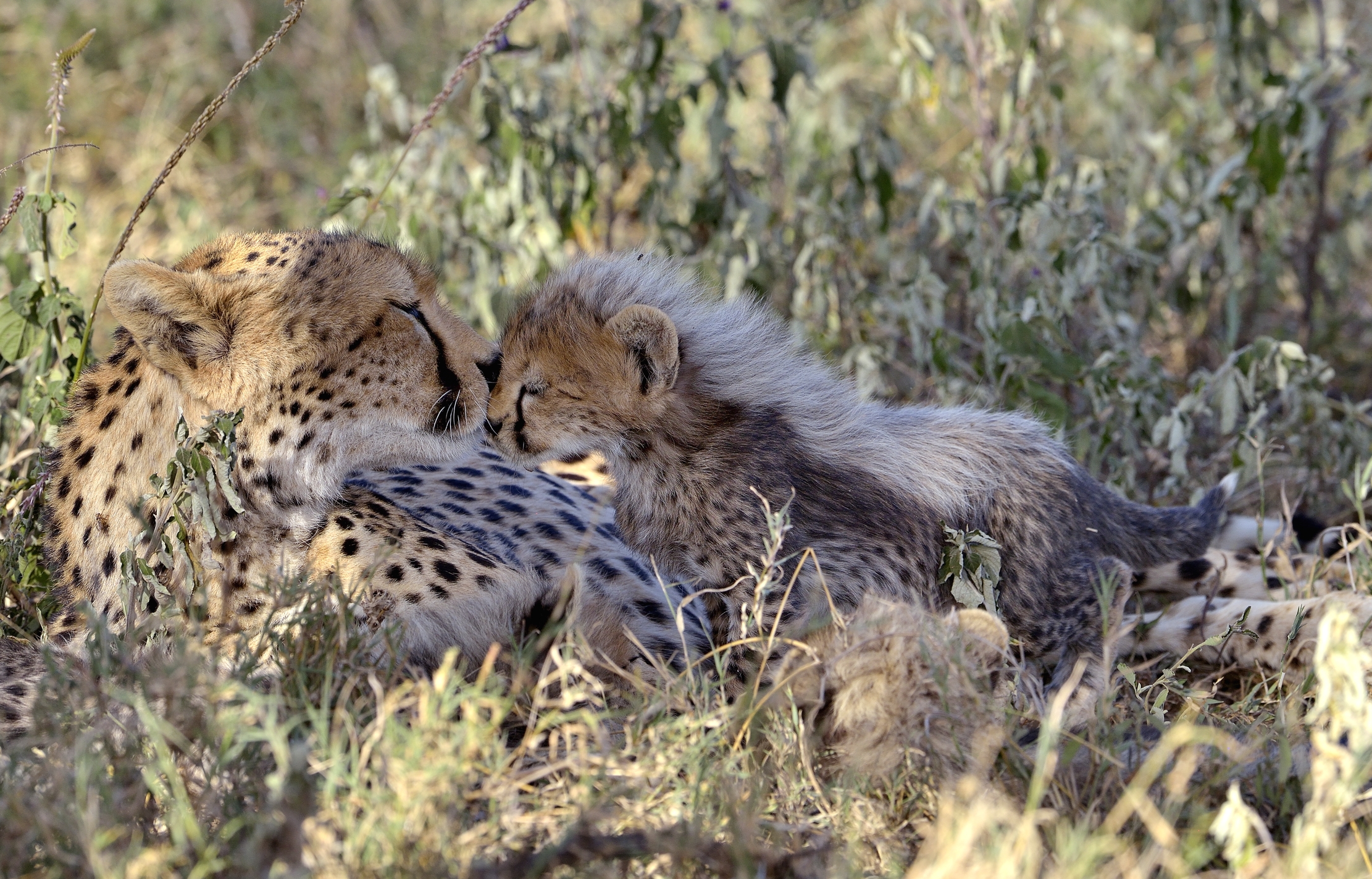 Tanzania 2015 -  Affettuosità